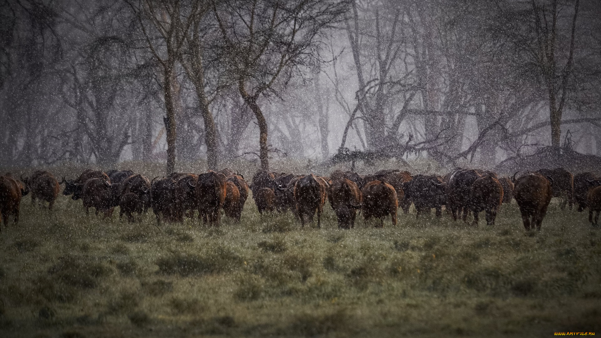 животные, коровы, , буйволы, африка, дождь, стадо, буйволы