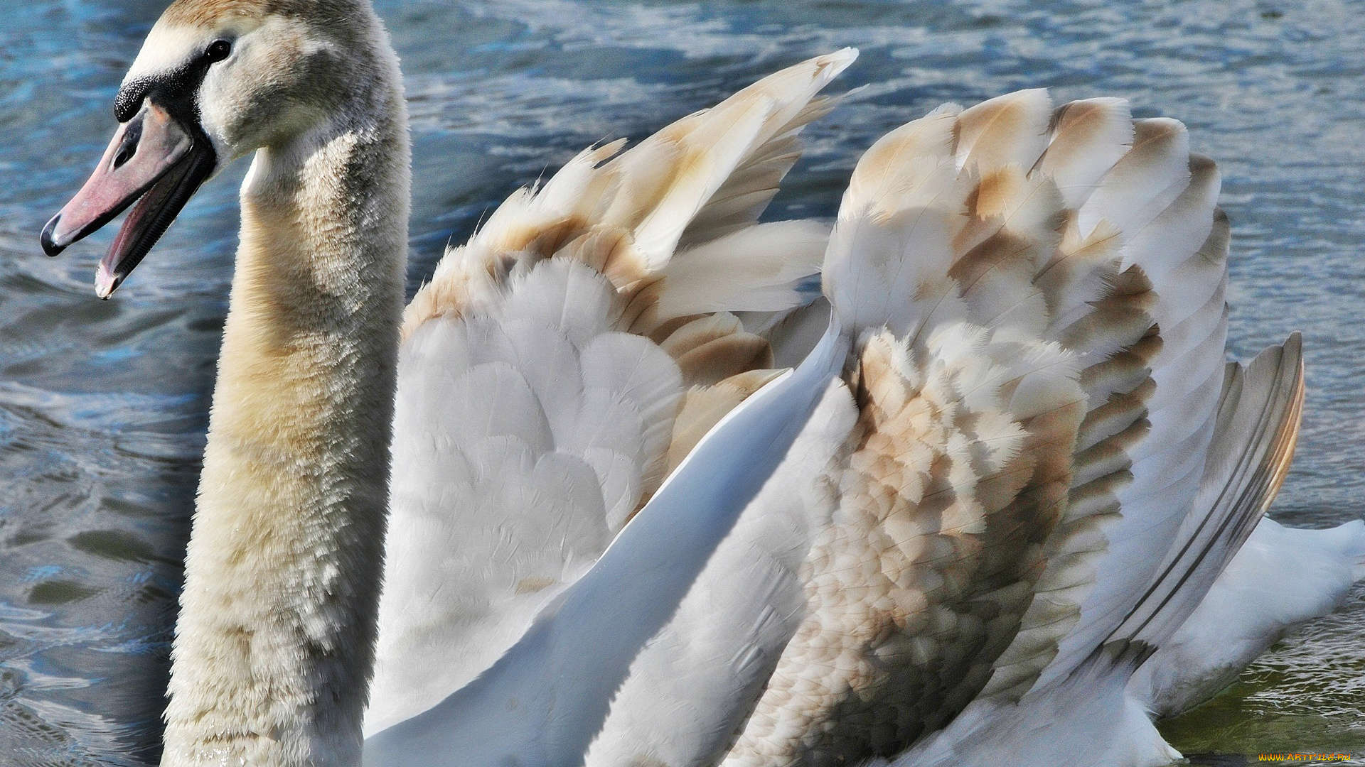 животные, лебеди, клюв, птица, грация, шея