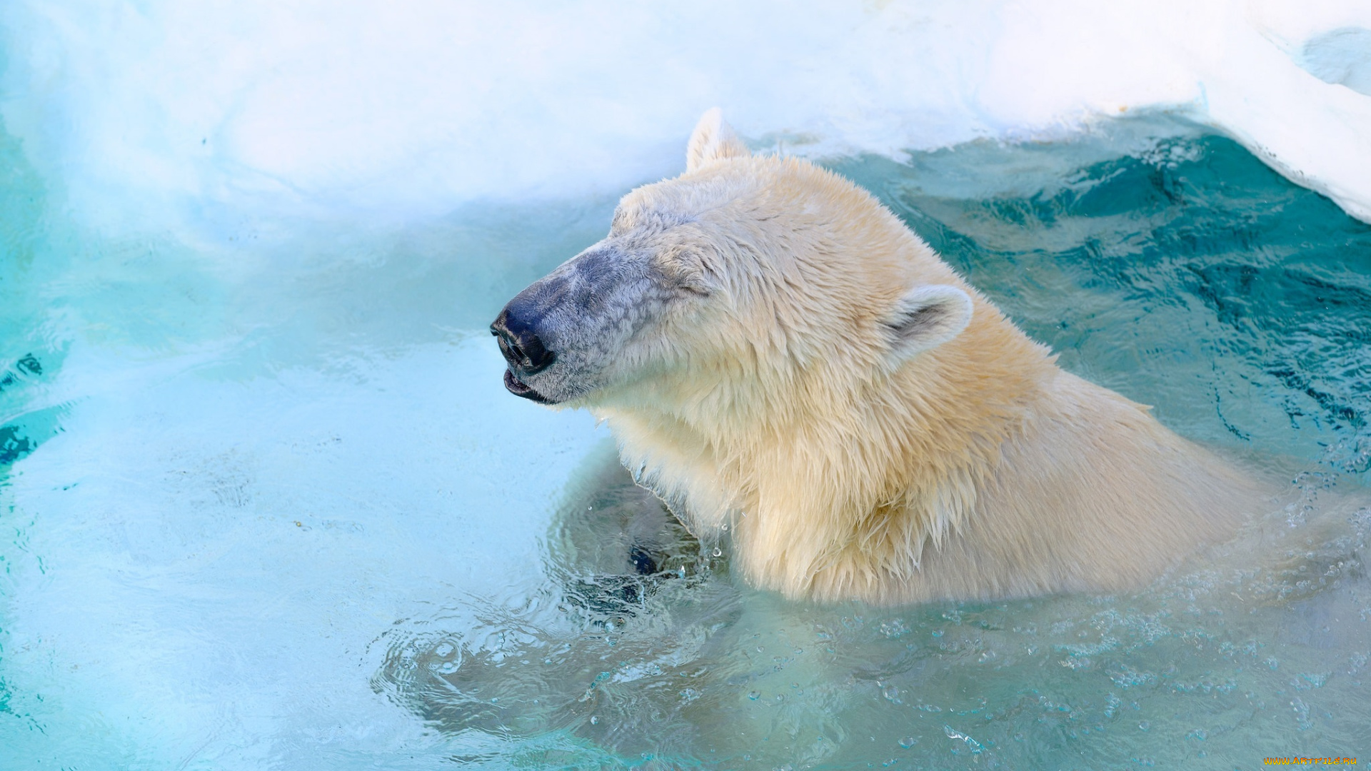 животные, медведи, вода, хищник, полярный, бассейн, зоопарк, морда, белый, жмурится, довольный, купание