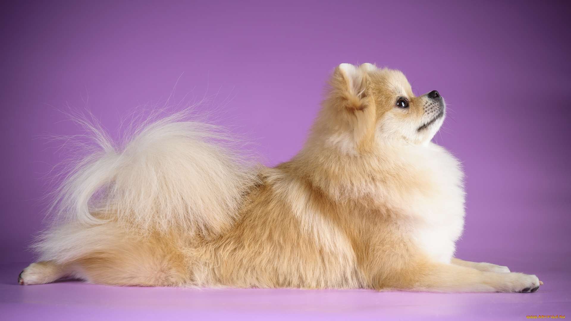 животные, собаки, лежит, фон, собака, шпиц, хвост