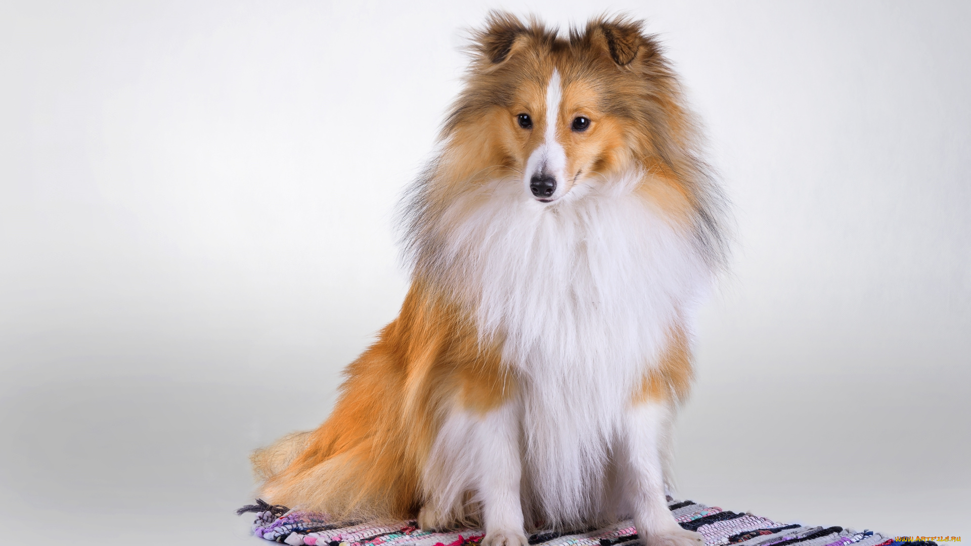 животные, собаки, шерсть, щенок, колли