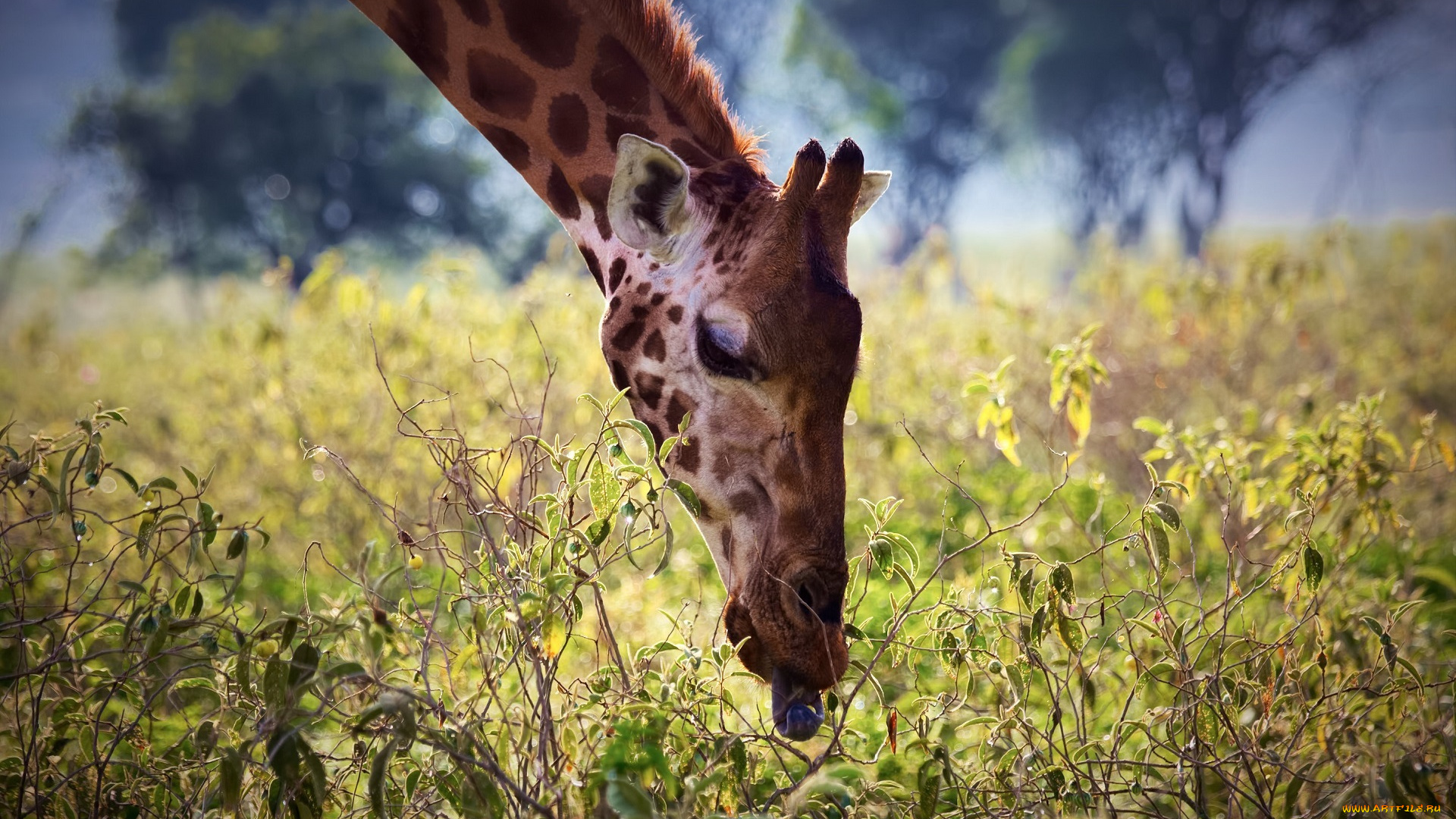 животные, жирафы, морда, растения, листья, язык, шея, африка, завтрак