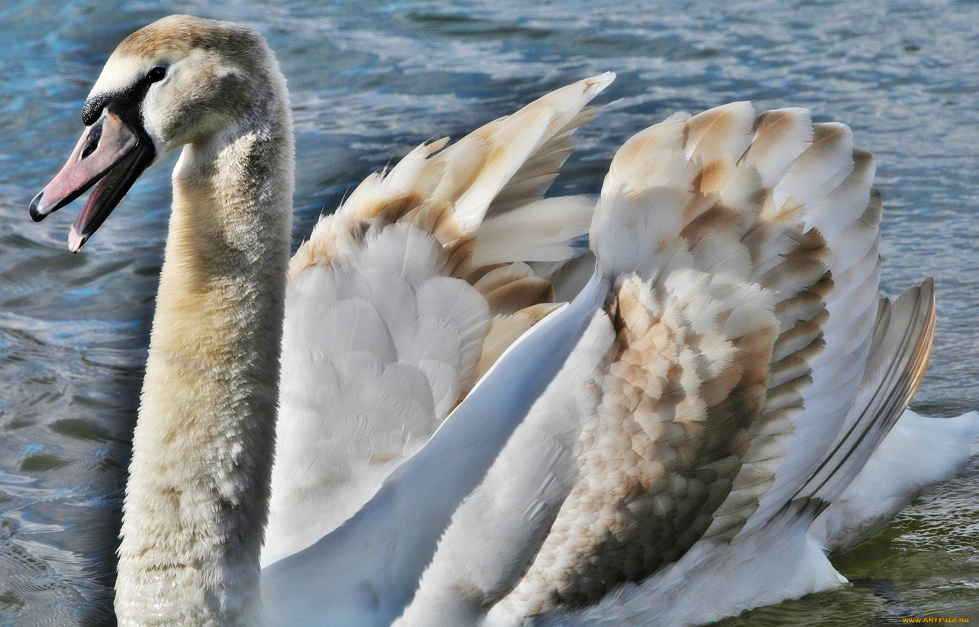 животные, лебеди, клюв, птица, грация, шея