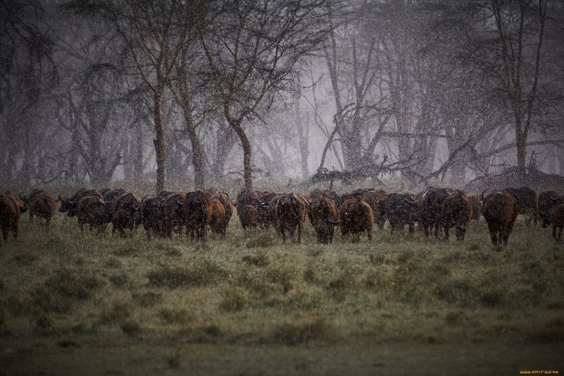 животные, коровы, , буйволы, африка, дождь, стадо, буйволы
