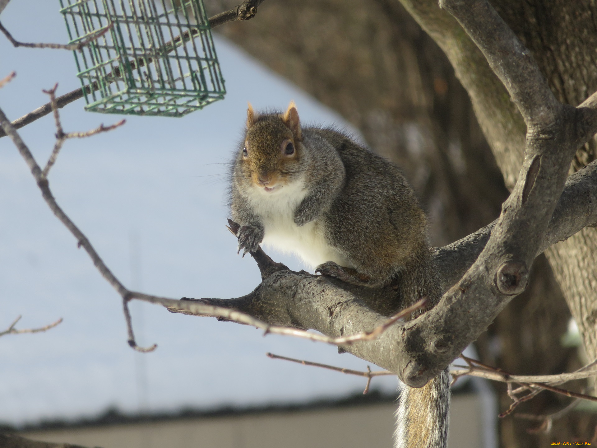 животные, белки, ветки, дерево, хвост, зверёк, грызун