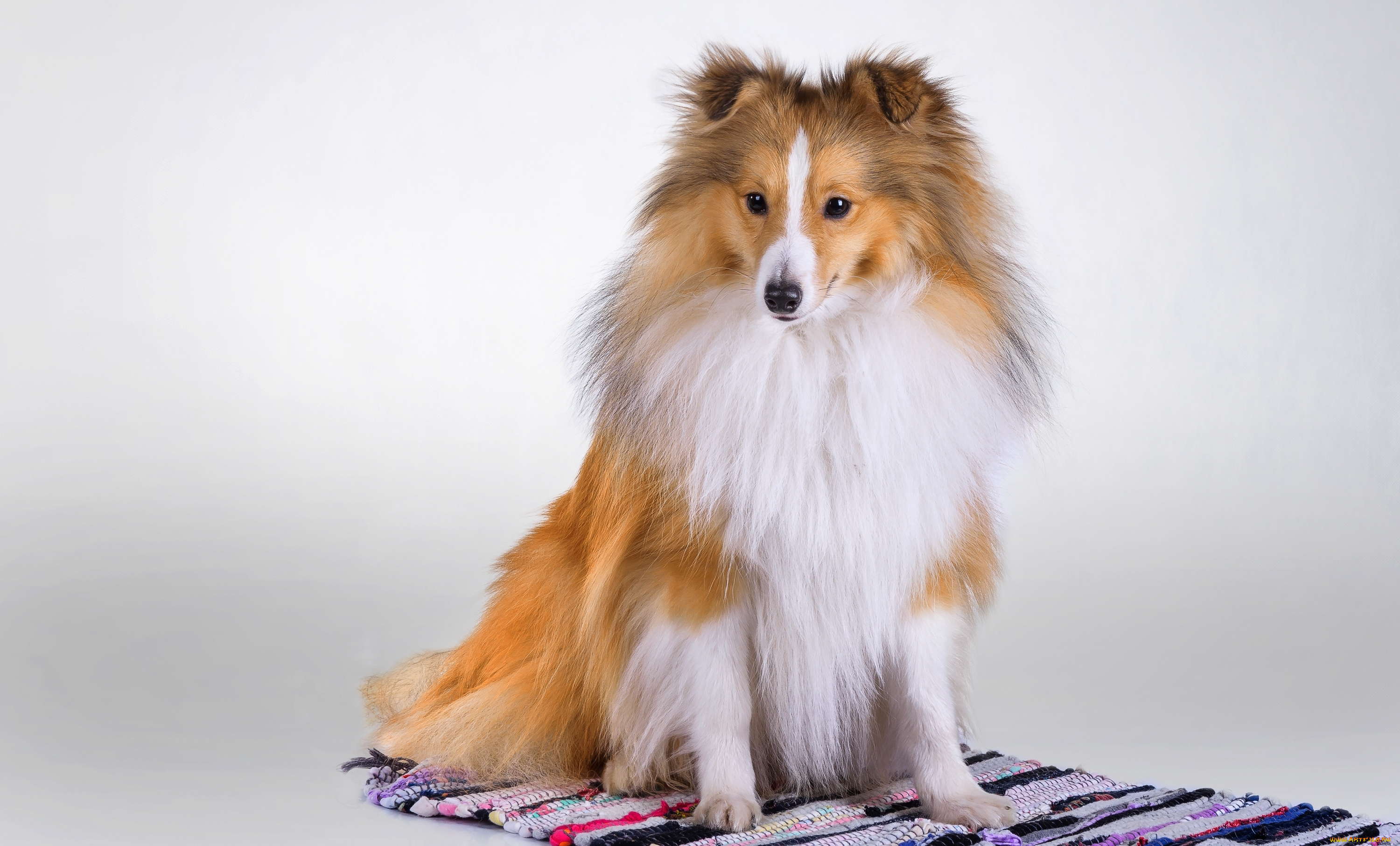 животные, собаки, шерсть, щенок, колли