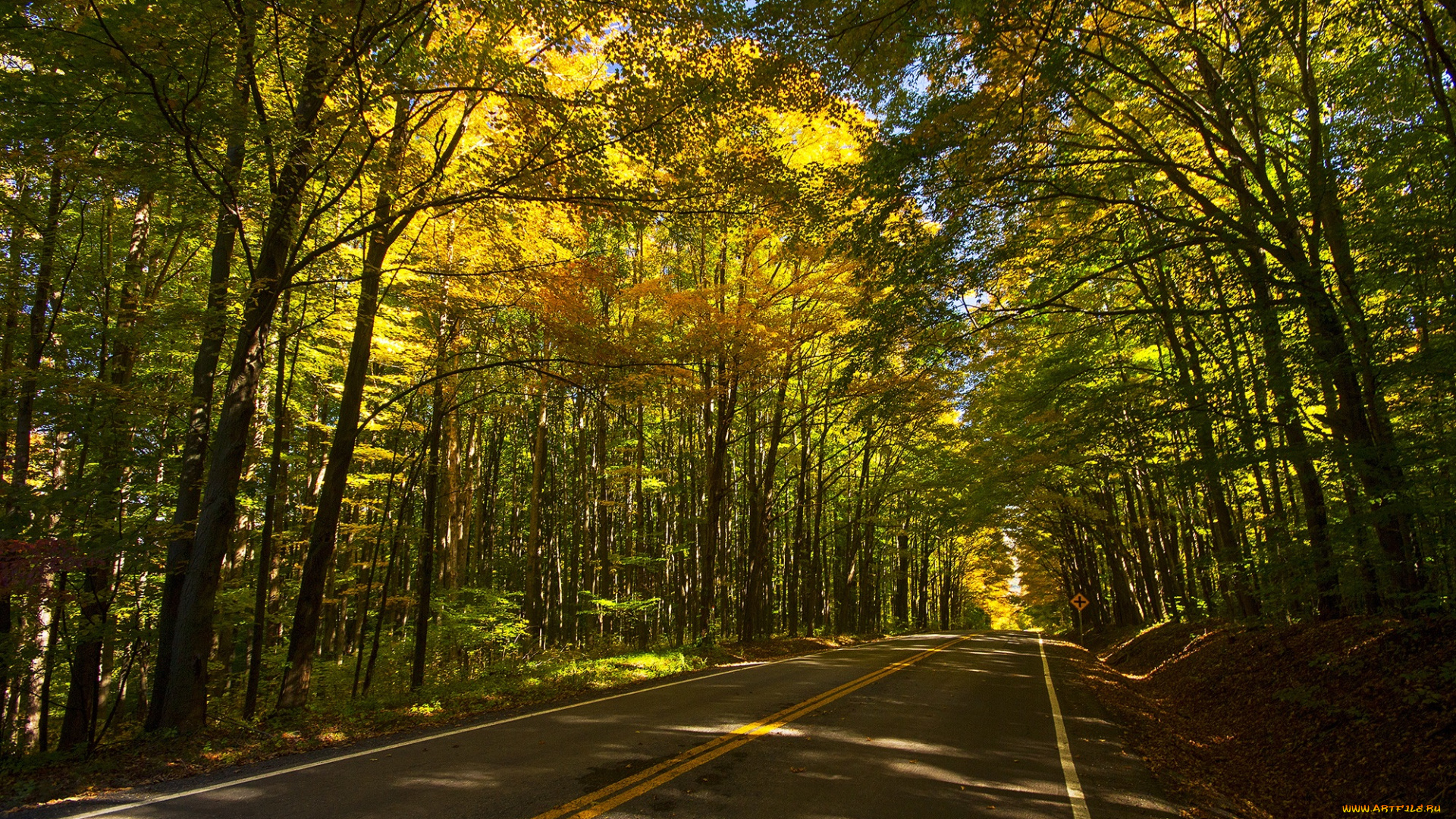 природа, дороги, шоссе, лес