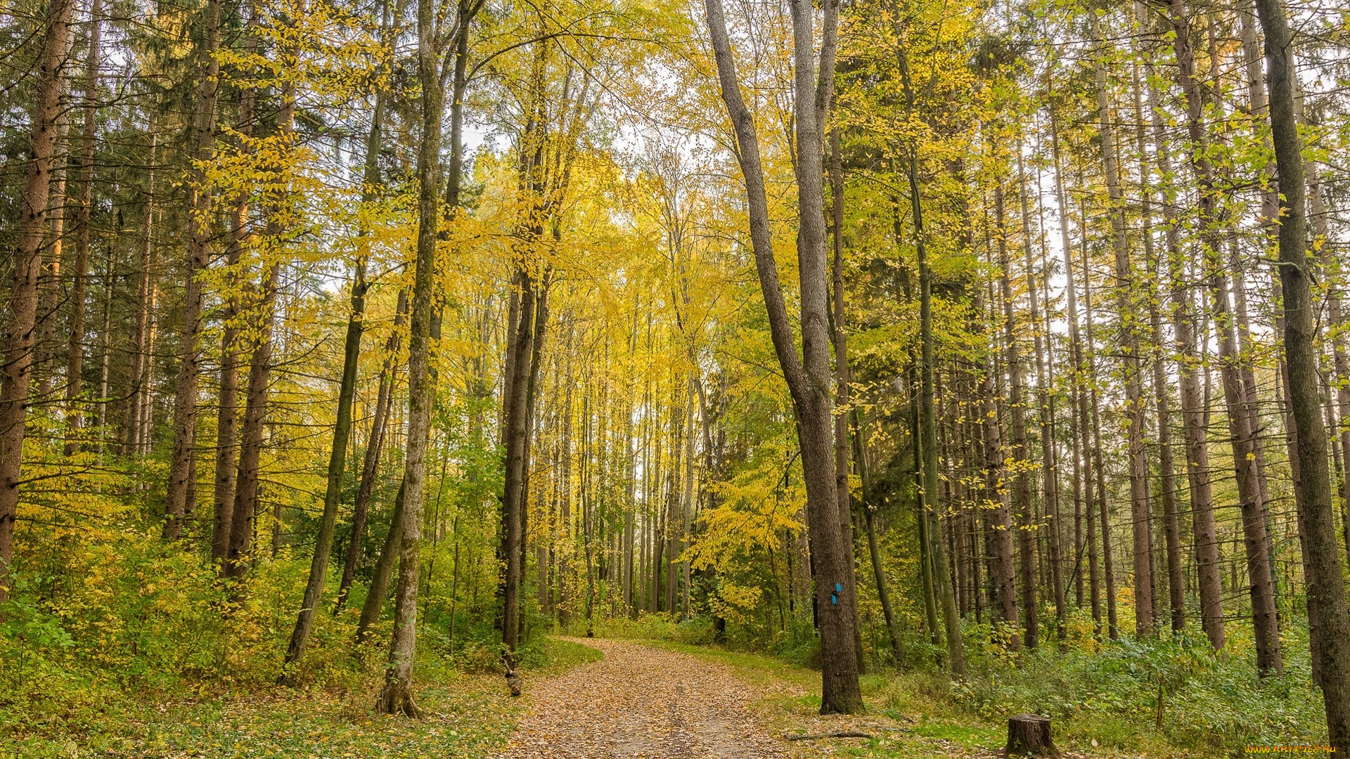 природа, дороги, тракт, лес