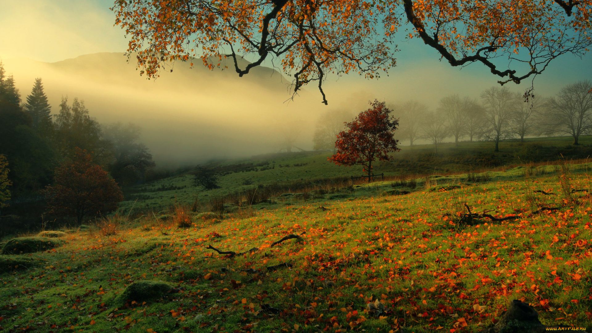 природа, пейзажи, туман, утро