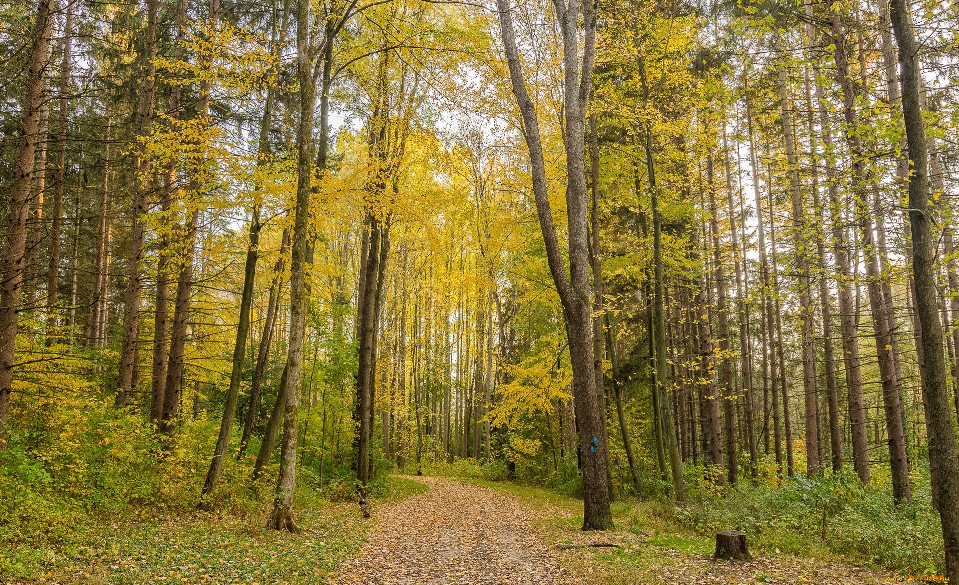 природа, дороги, тракт, лес
