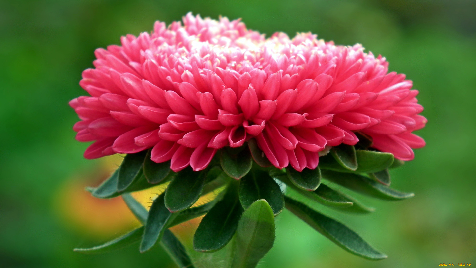 цветы, астры, розовый, макро