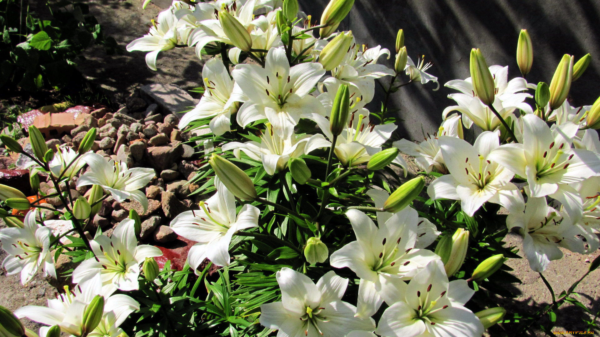 цветы, лилии, , лилейники, белый