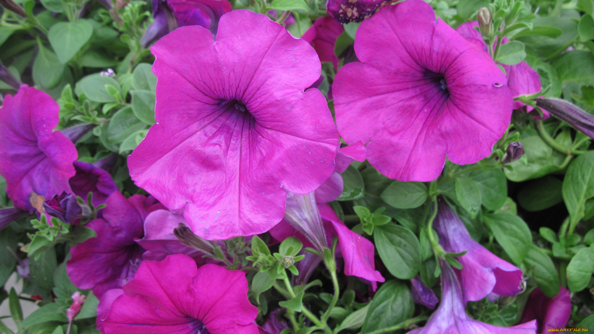 цветы, петунии, , калибрахоа, сиреневый