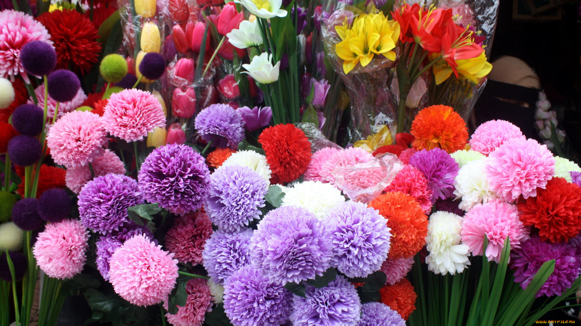 цветы, разные, вместе, разноцветные
