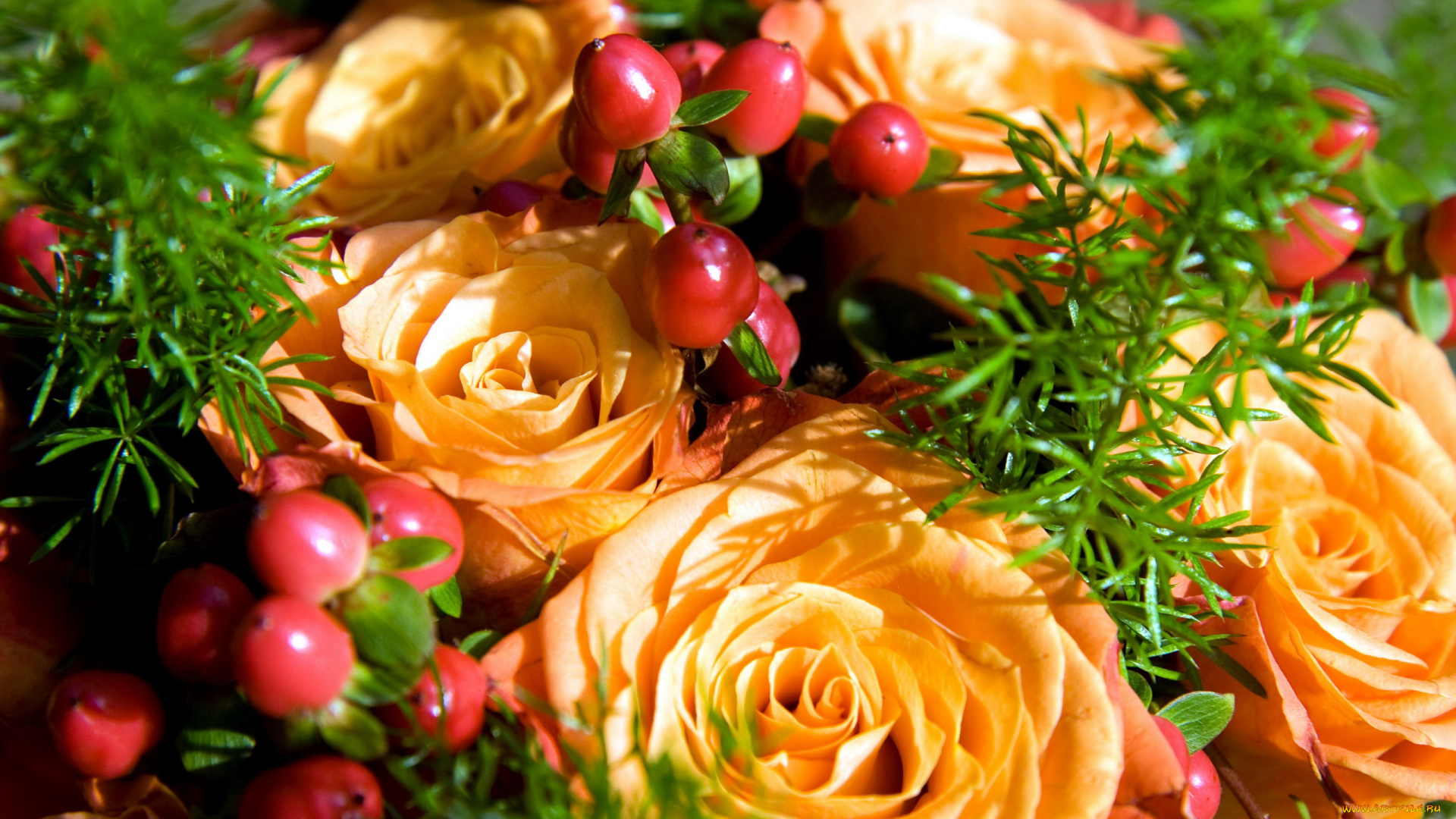 цветы, розы, бутоны