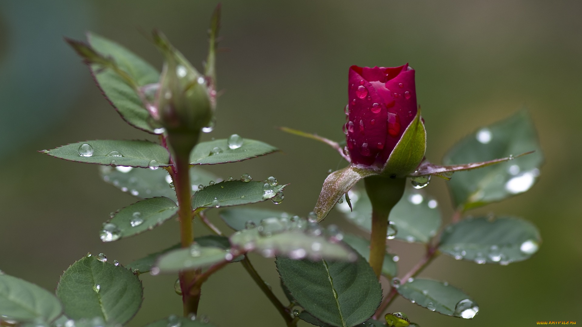 цветы, розы, капли, бутон