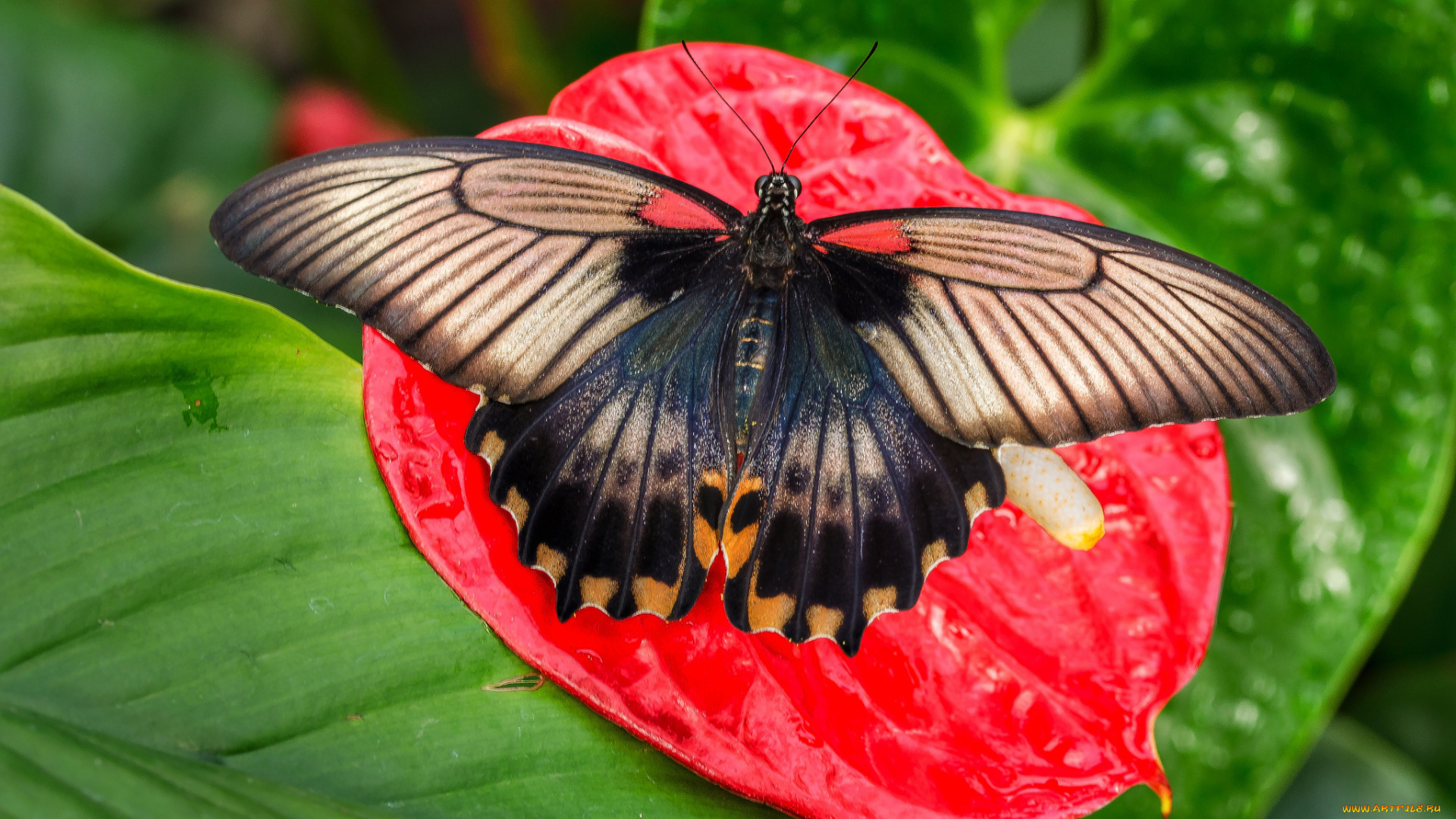 животные, бабочки, , мотыльки, , моли, бабочка
