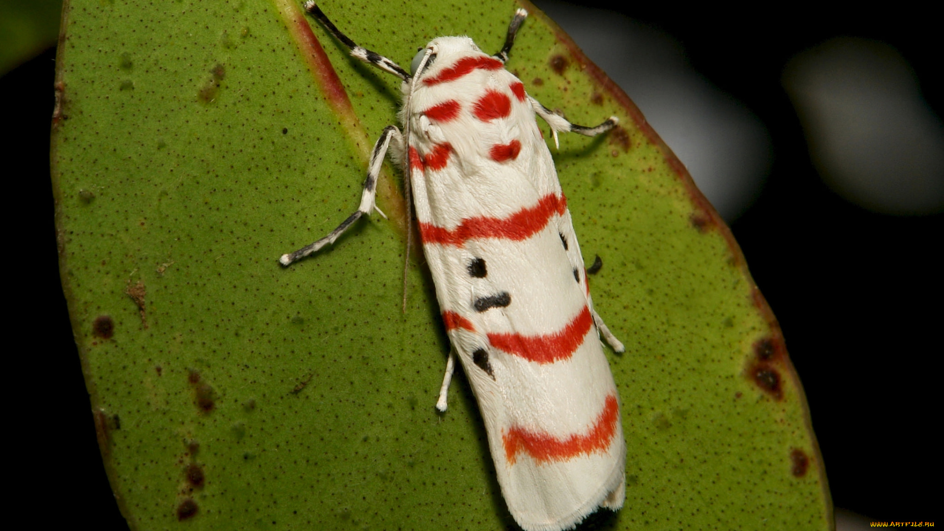 животные, бабочки, , мотыльки, , моли, моль