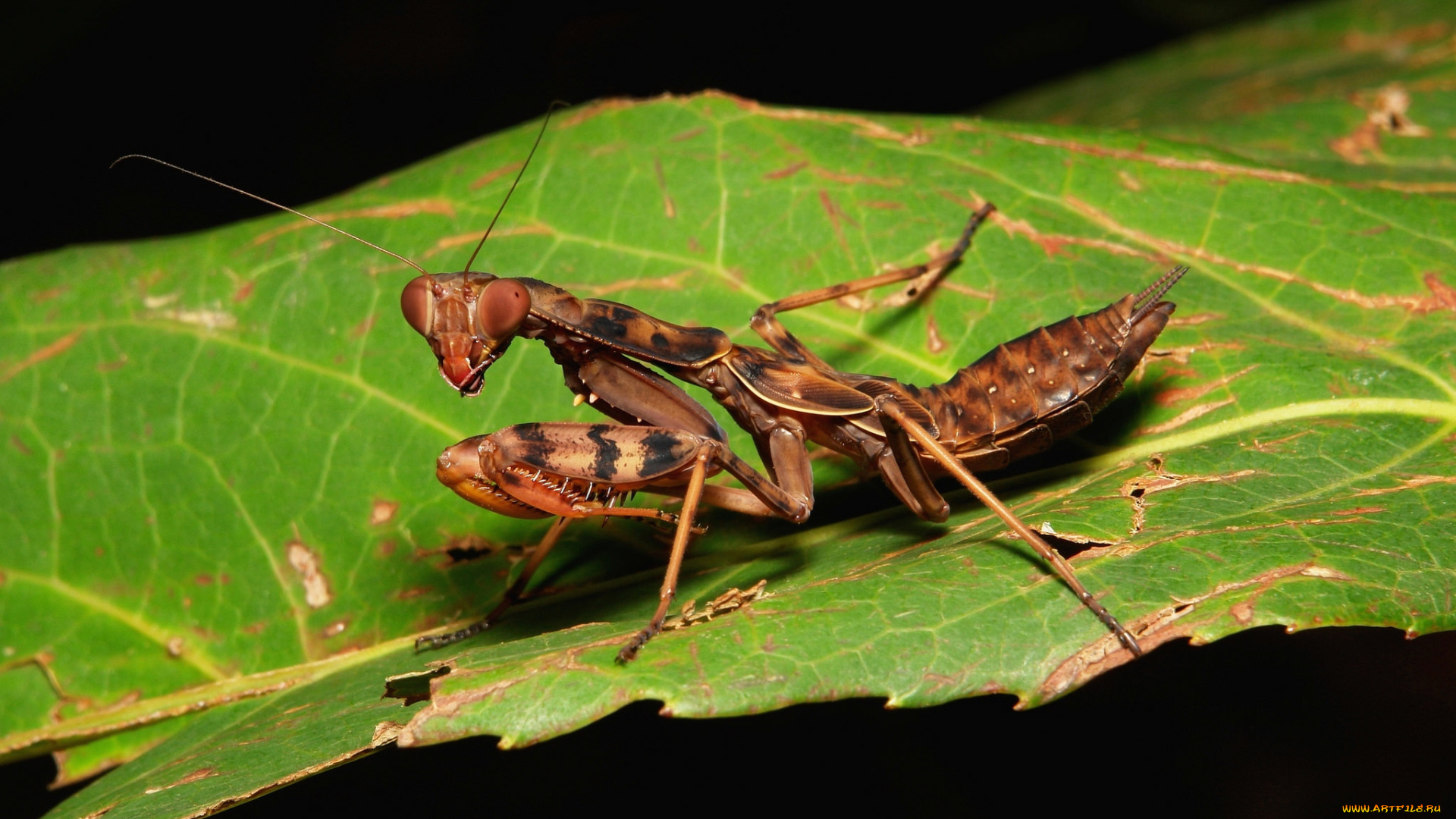 животные, богомолы, богомол