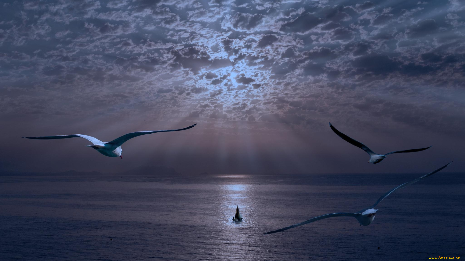 животные, Чайки, , бакланы, , крачки, море, чай