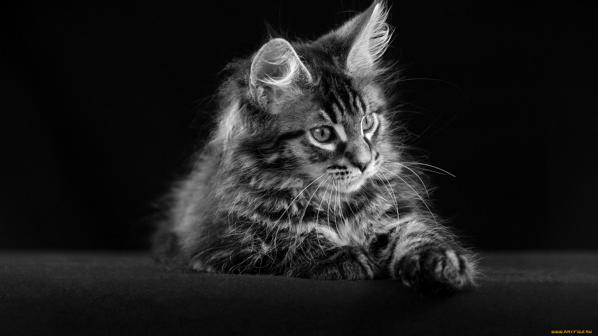 животные, коты, полосатый, котенок, мейн-кун