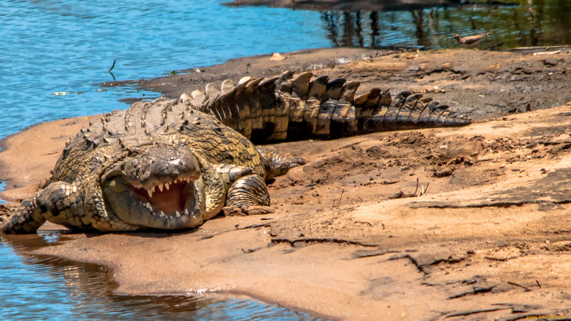 животные, крокодилы, крокодил