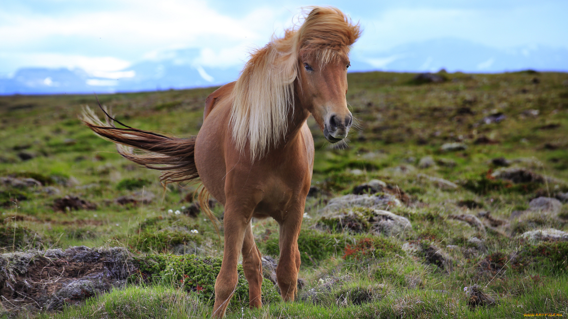 животные, лошади, конь