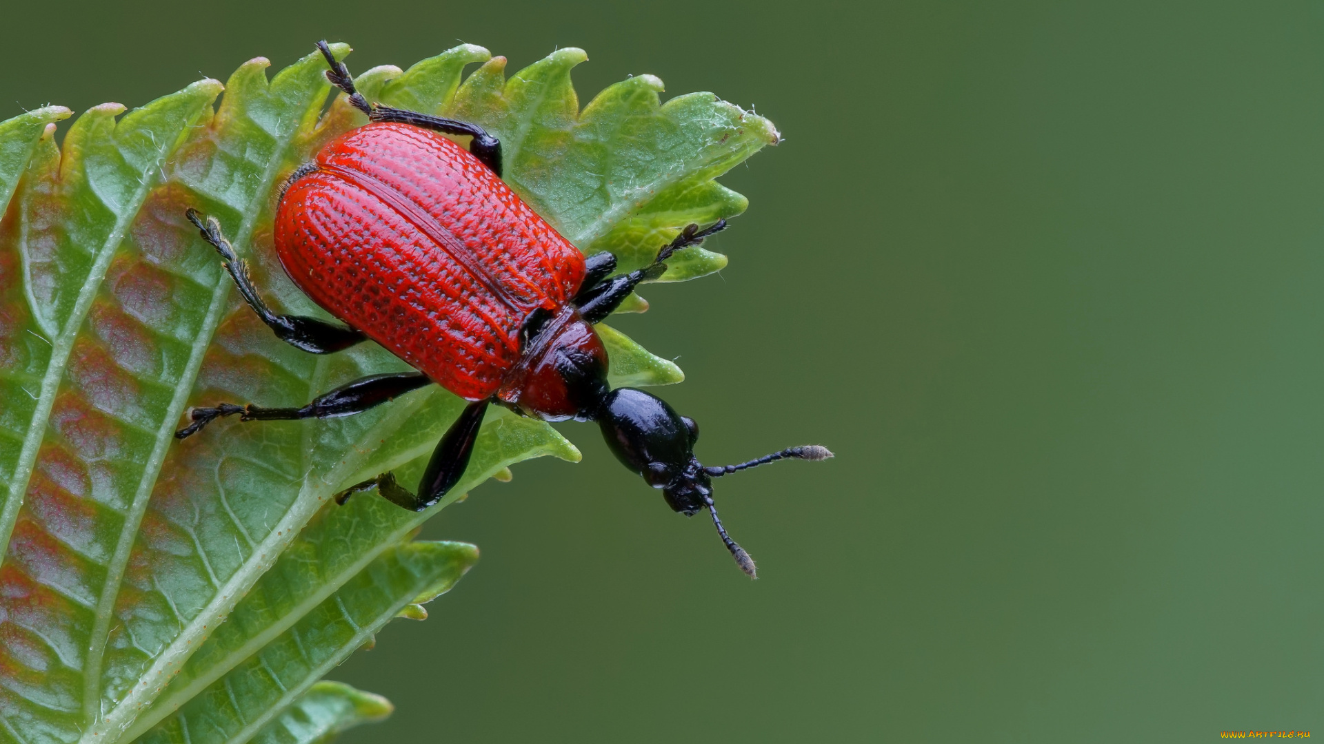 животные, насекомые, жучок