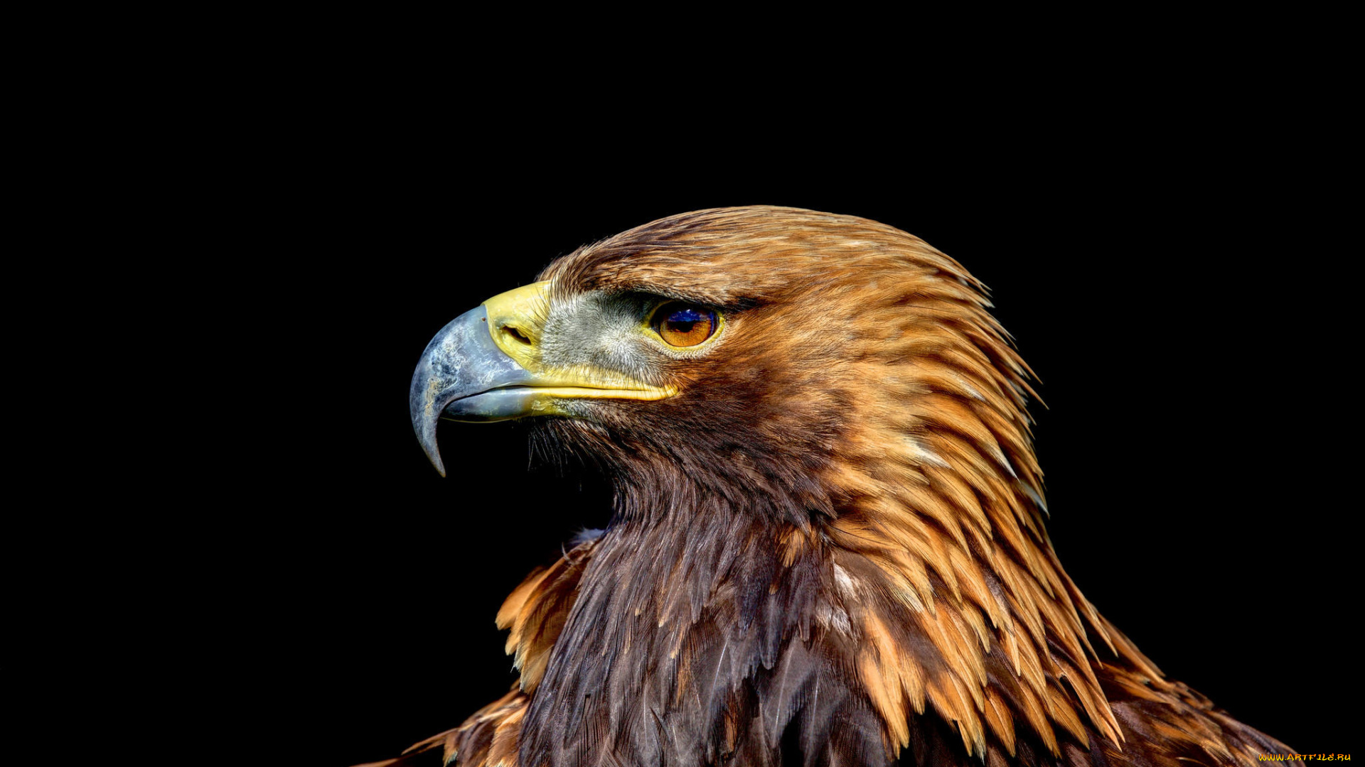 животные, птицы, -, хищники, орёл, хищник, птица