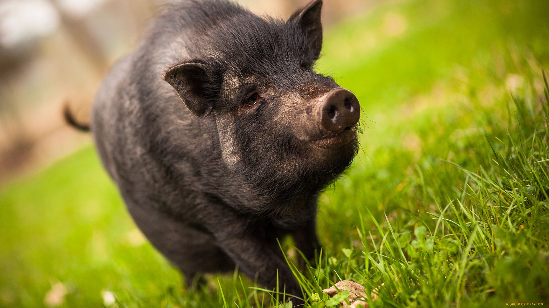животные, свиньи, , кабаны, свинка
