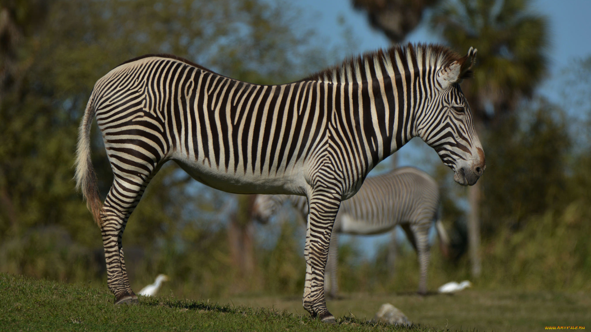 животные, зебры, зебра