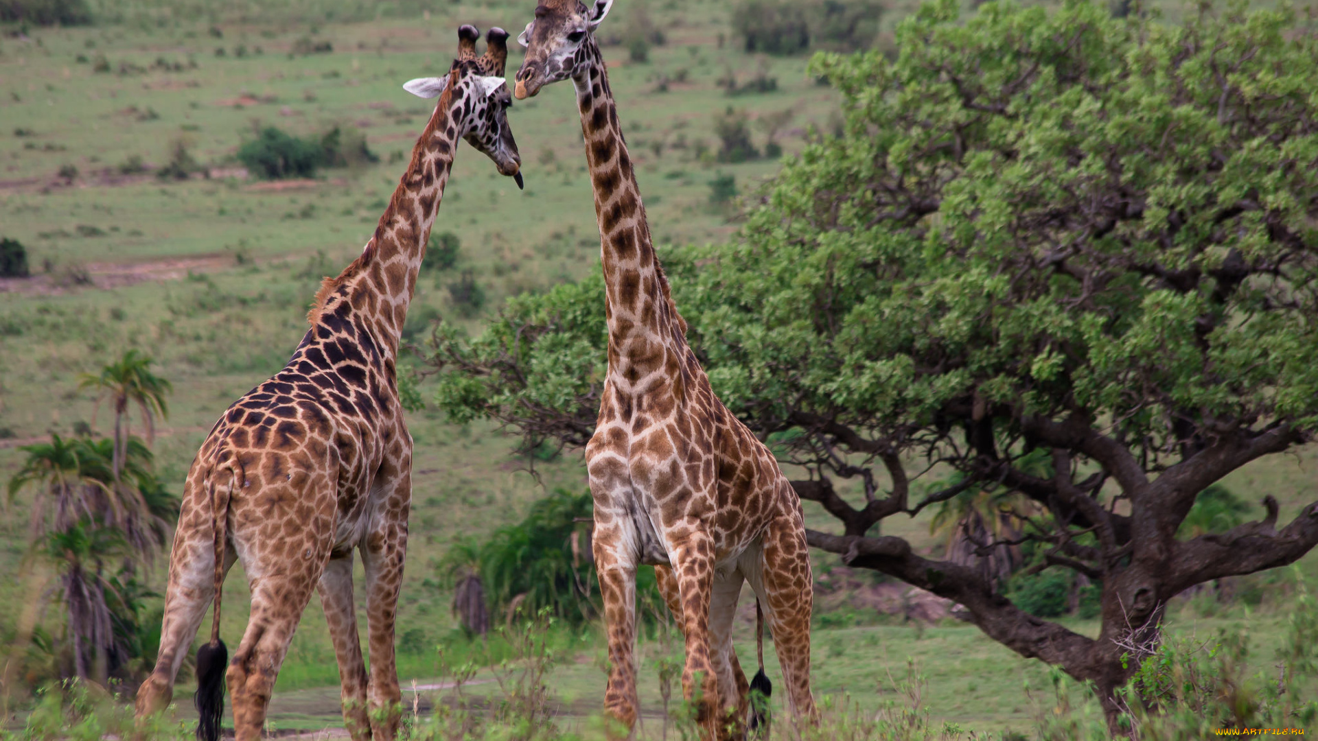 животные, жирафы, саванна