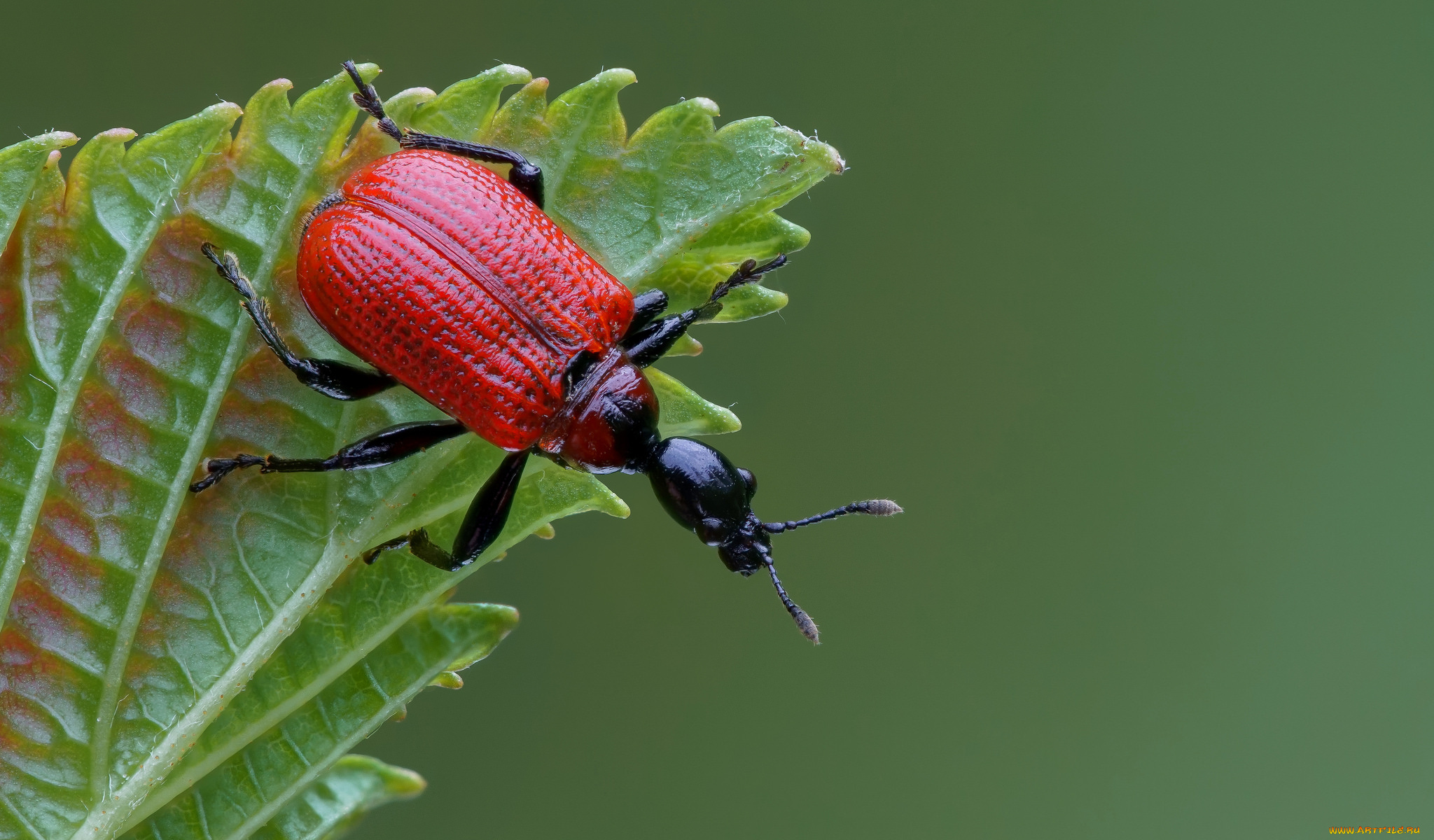 животные, насекомые, жучок