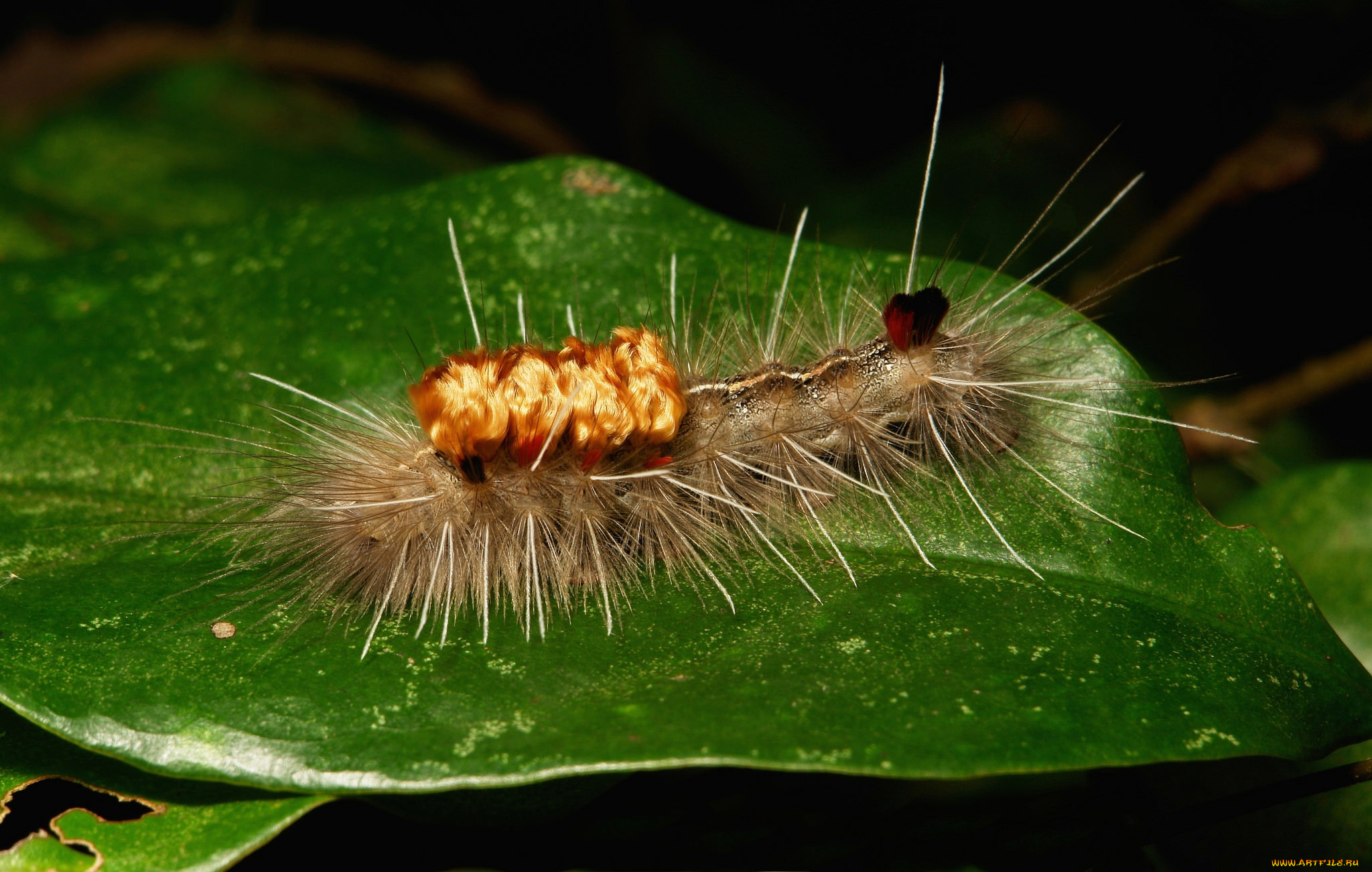 животные, гусеницы, гусеница