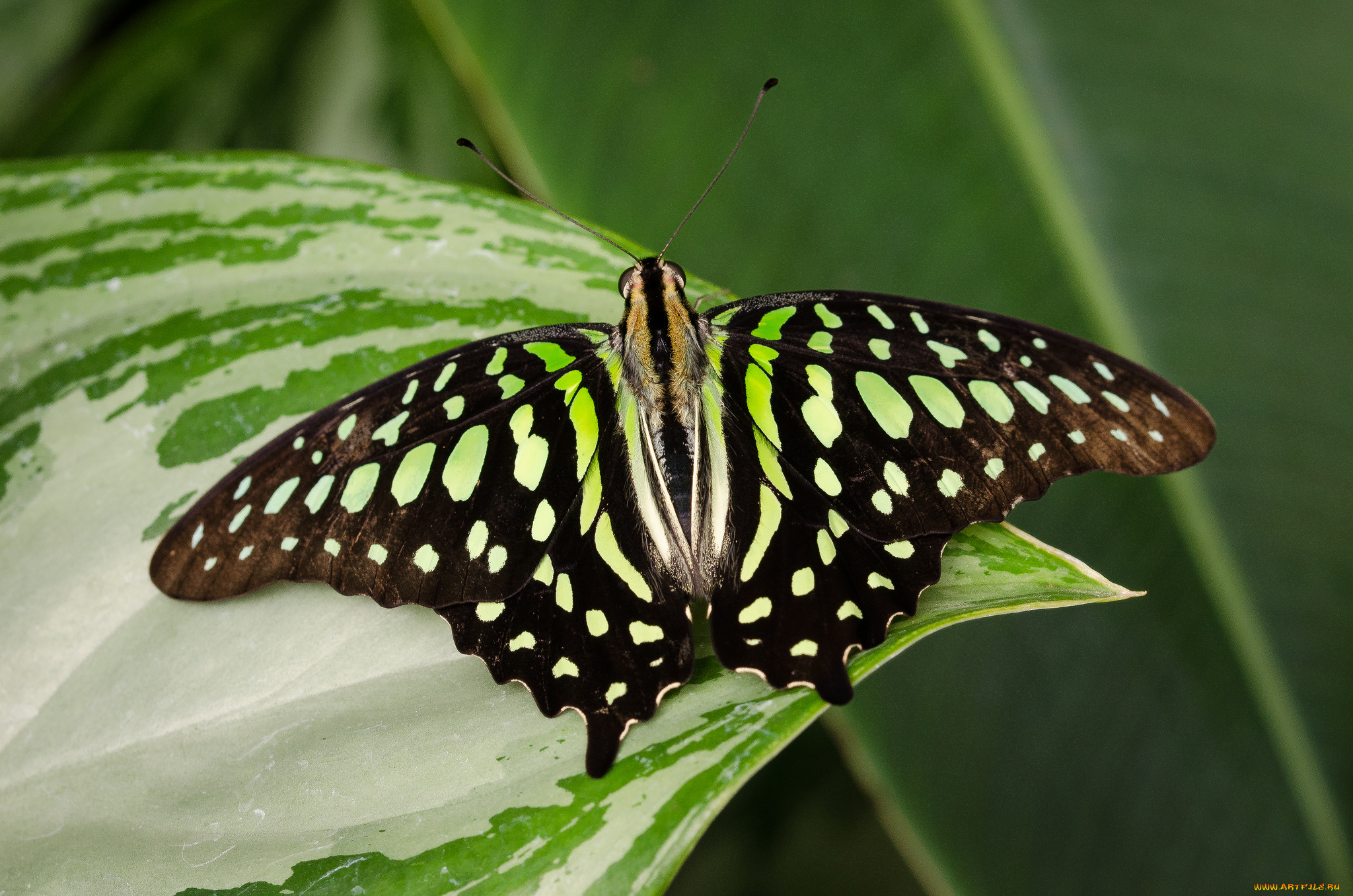 животные, бабочки, , мотыльки, , моли, бабочка