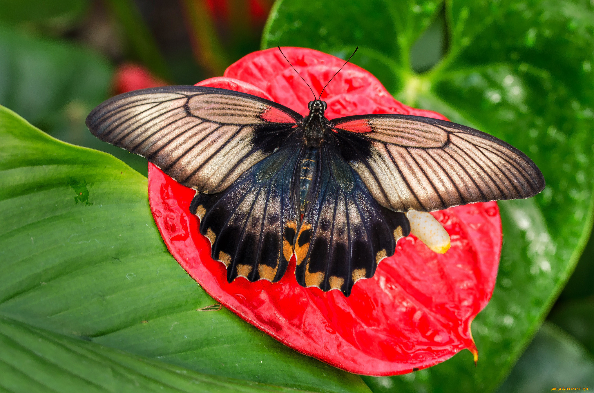 животные, бабочки, , мотыльки, , моли, бабочка