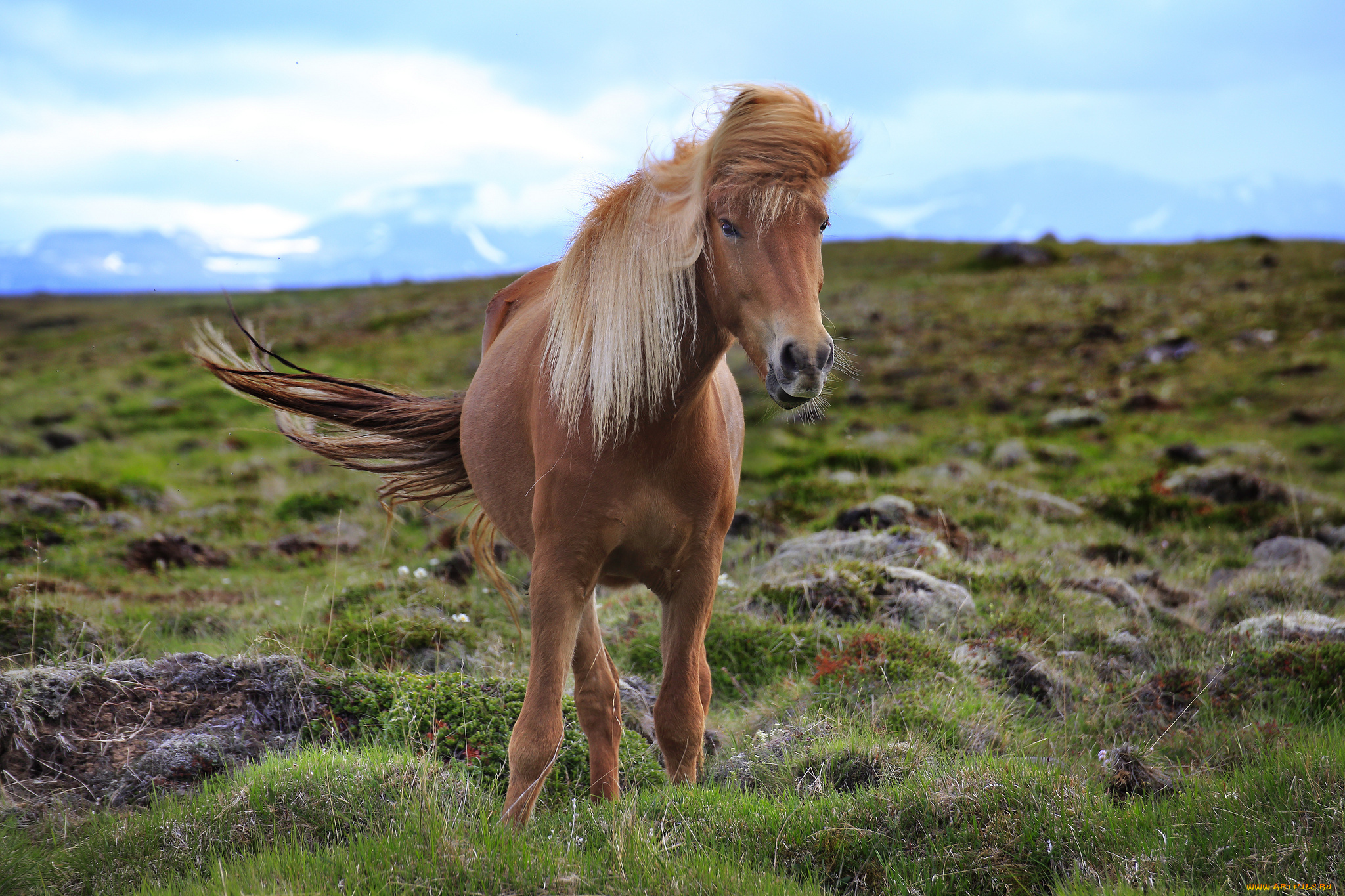 животные, лошади, конь