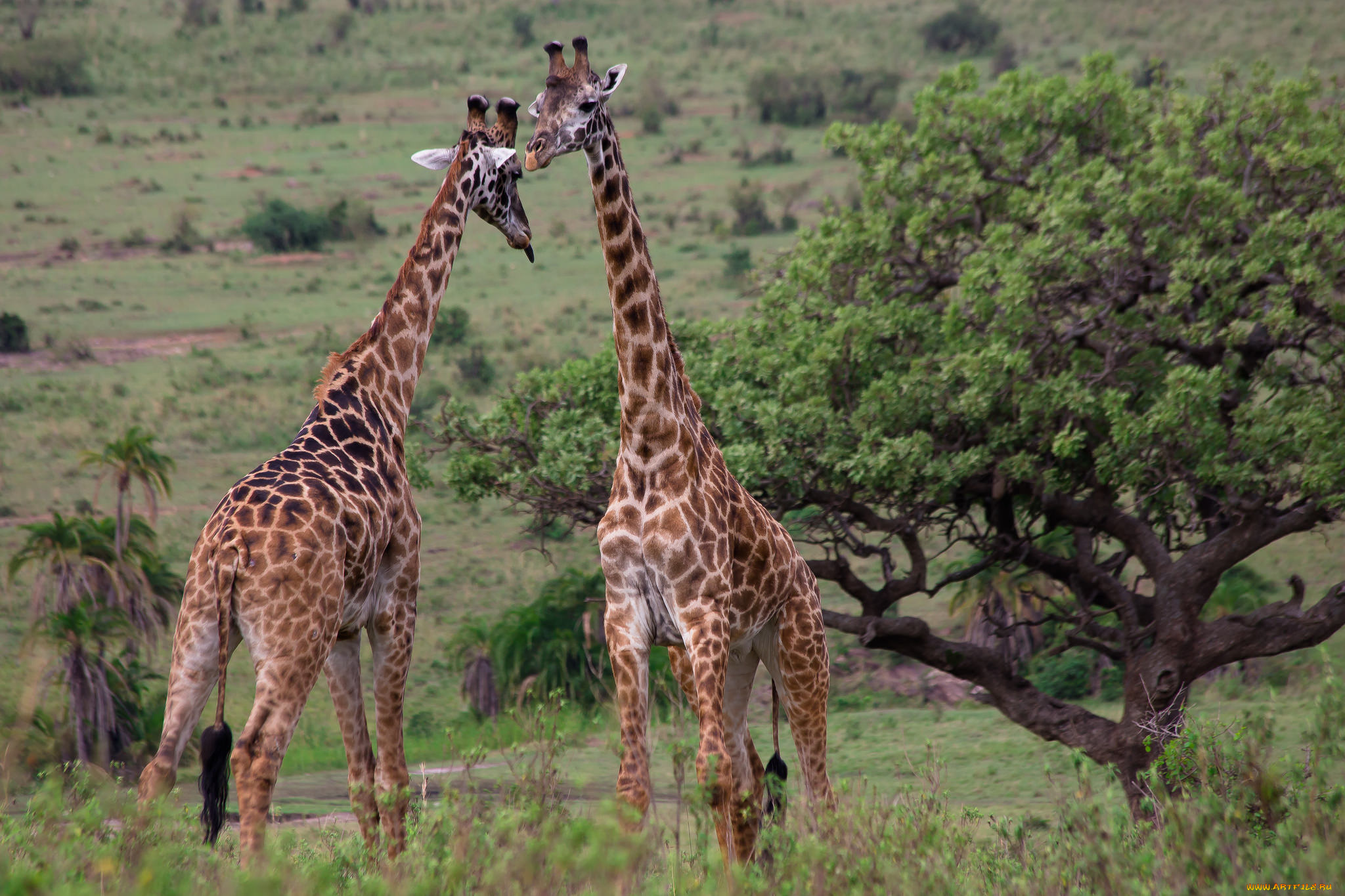 животные, жирафы, саванна