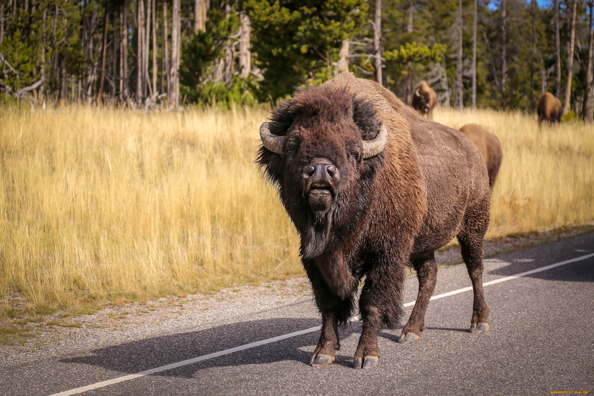 животные, зубры, , бизоны, бык