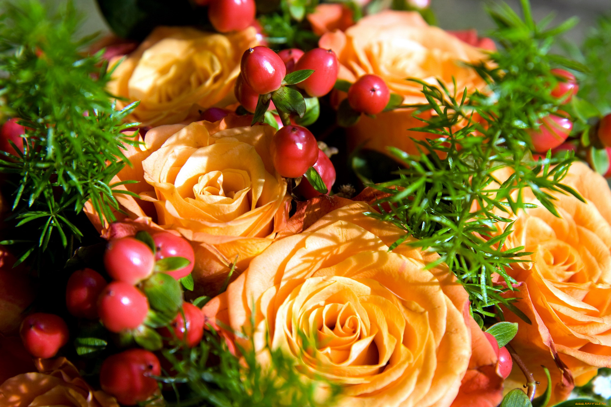 цветы, розы, бутоны