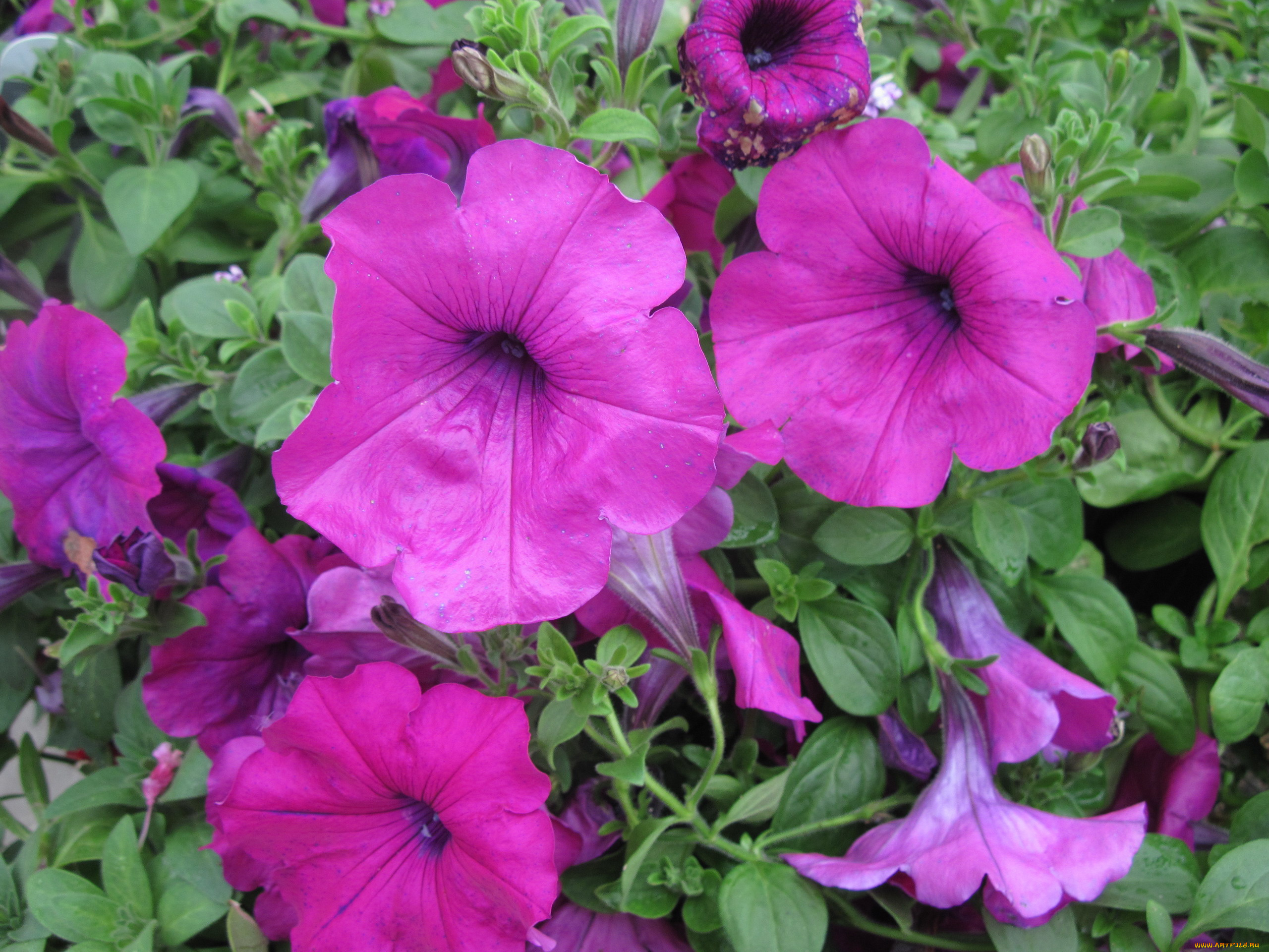 цветы, петунии, , калибрахоа, сиреневый