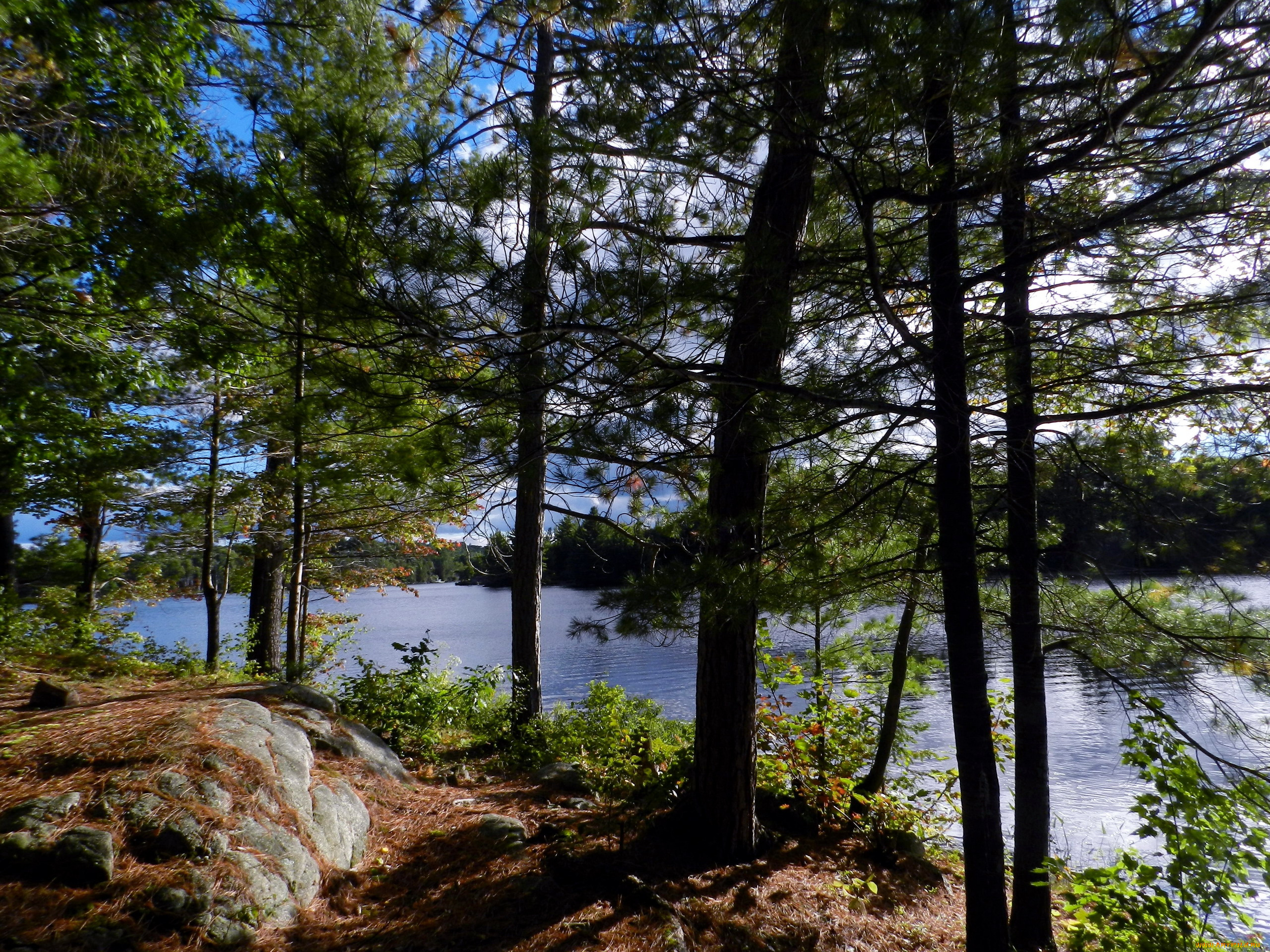 природа, реки, озера, деревья, река, лето