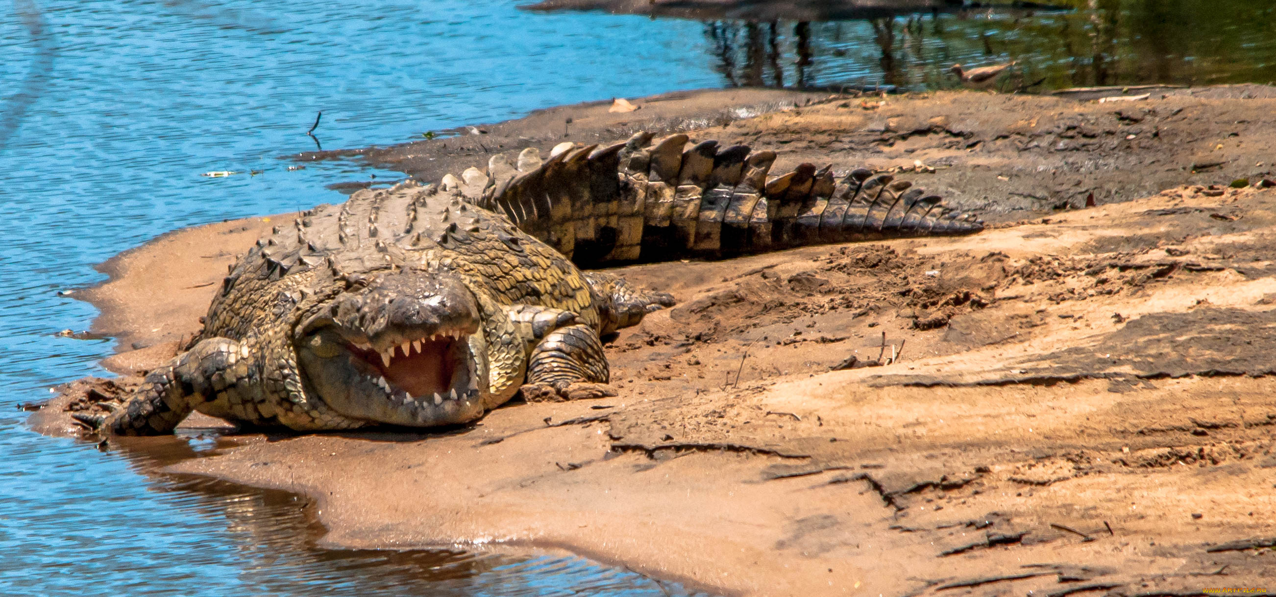 животные, крокодилы, крокодил