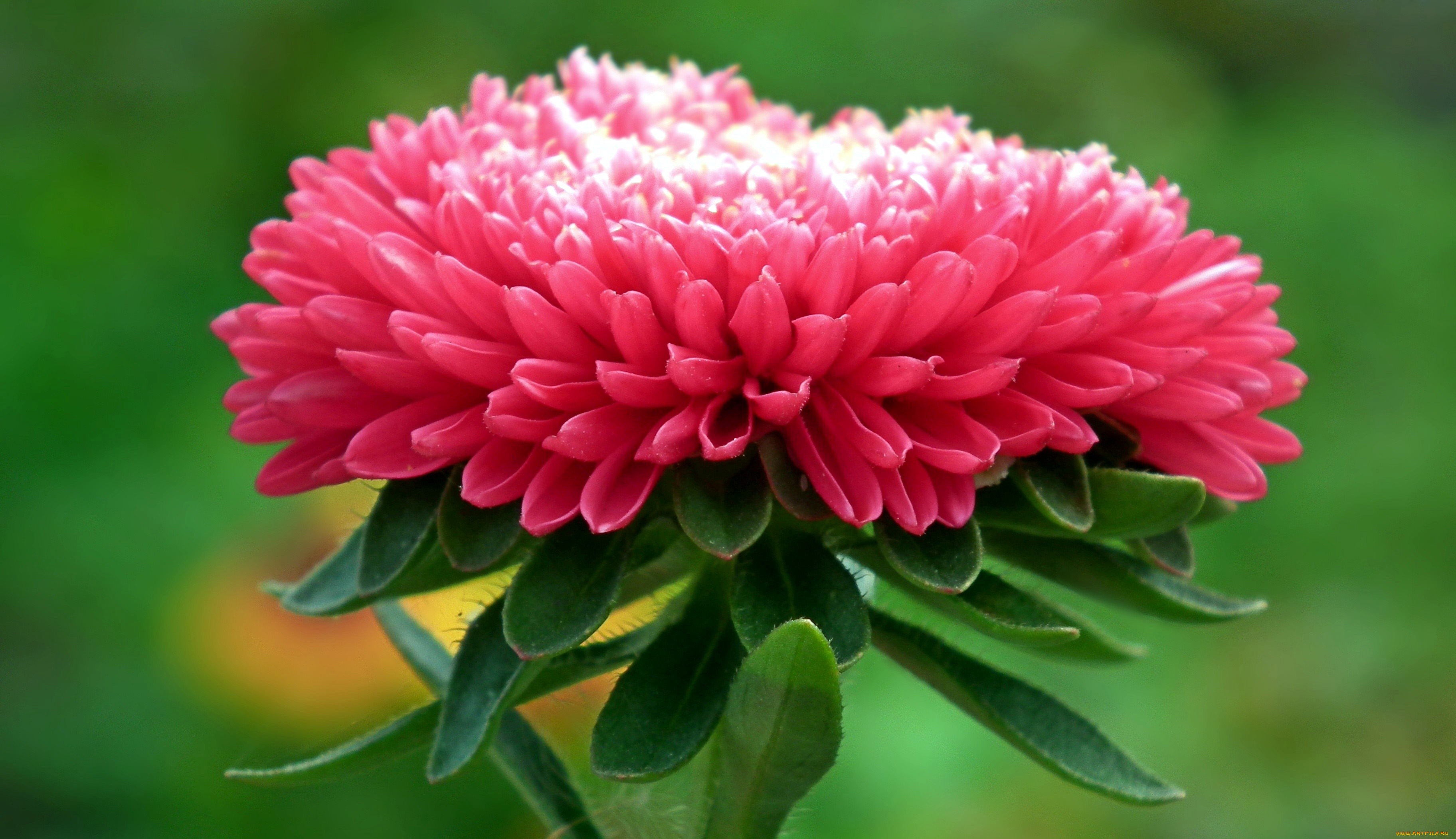 цветы, астры, розовый, макро