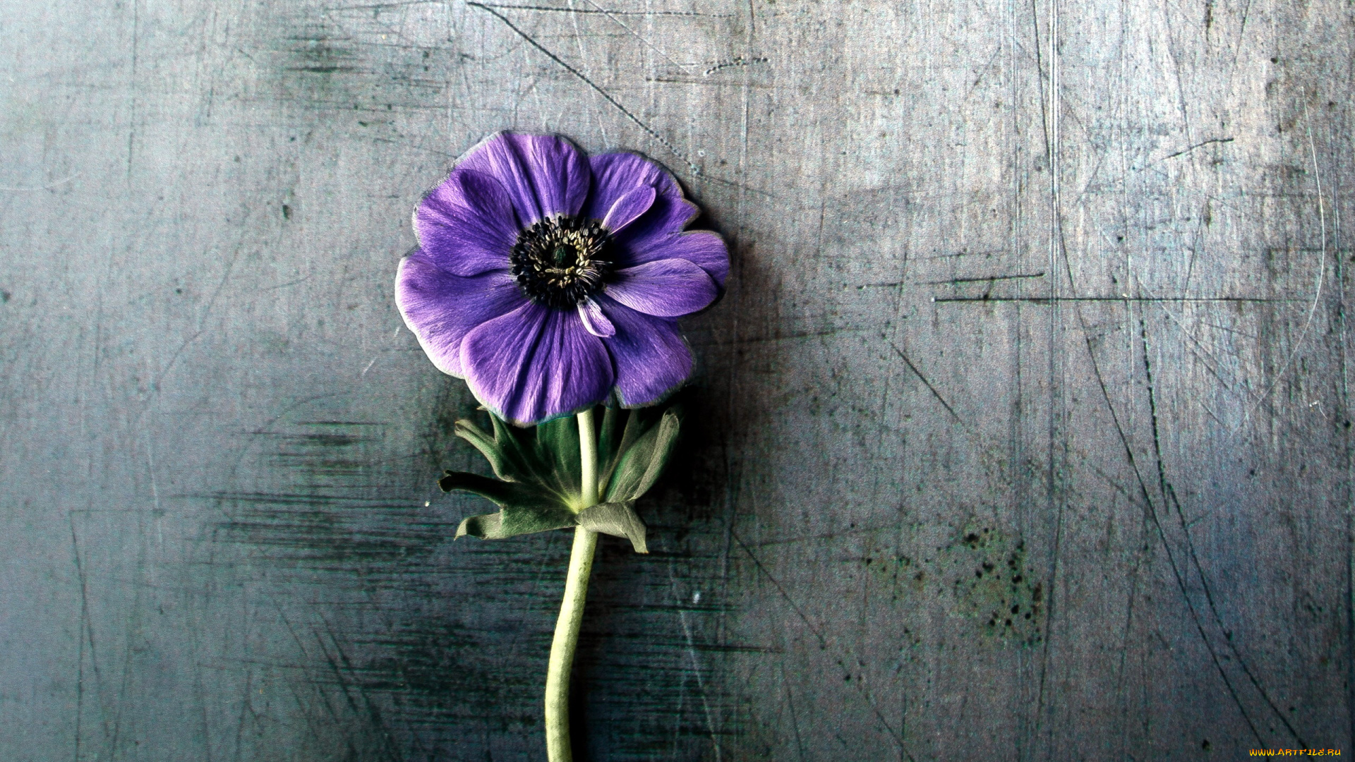 цветы, анемоны, , сон-трава, лиловый