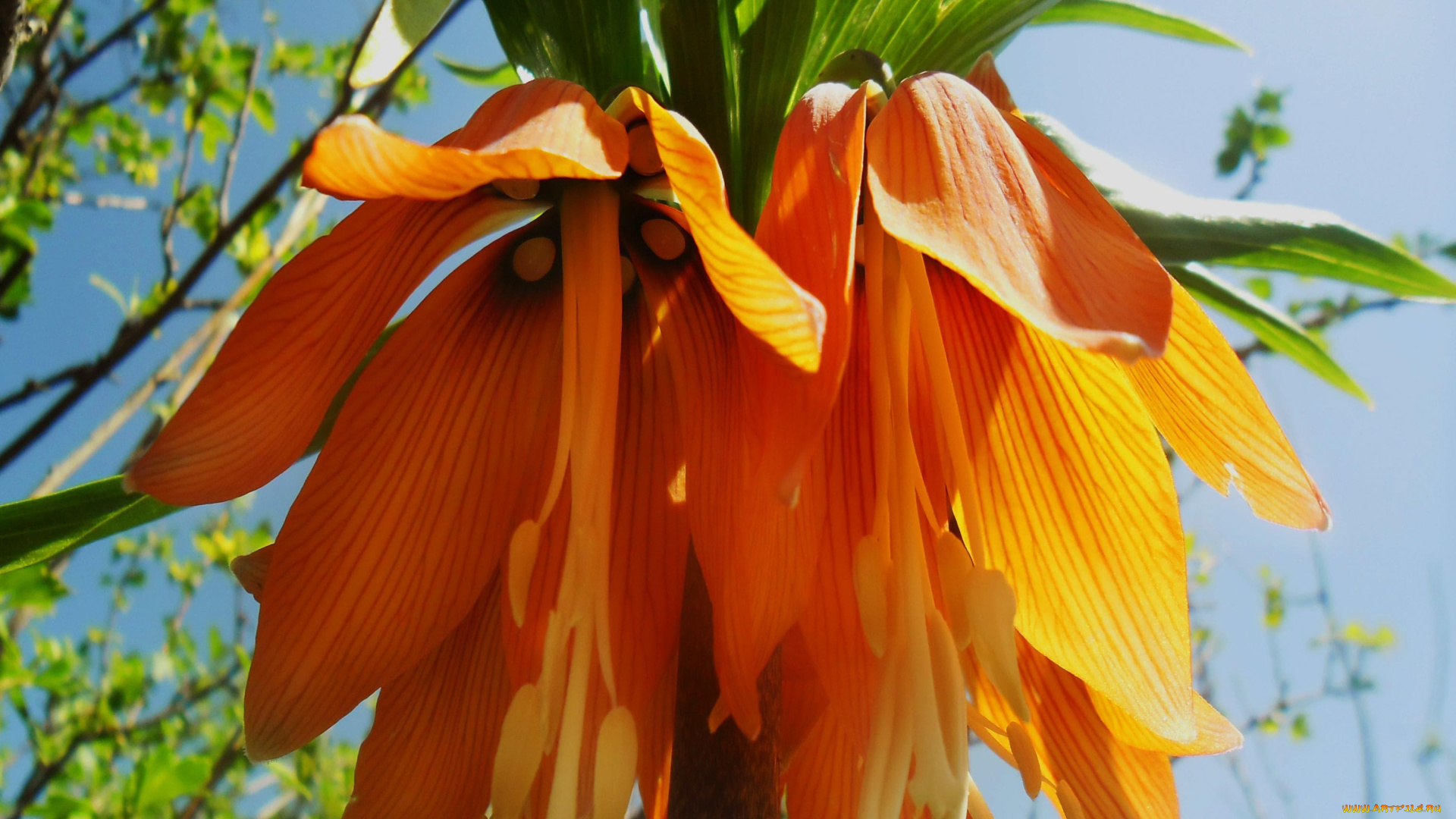 цветы, лилии, , лилейники, оранжевые, соцветие