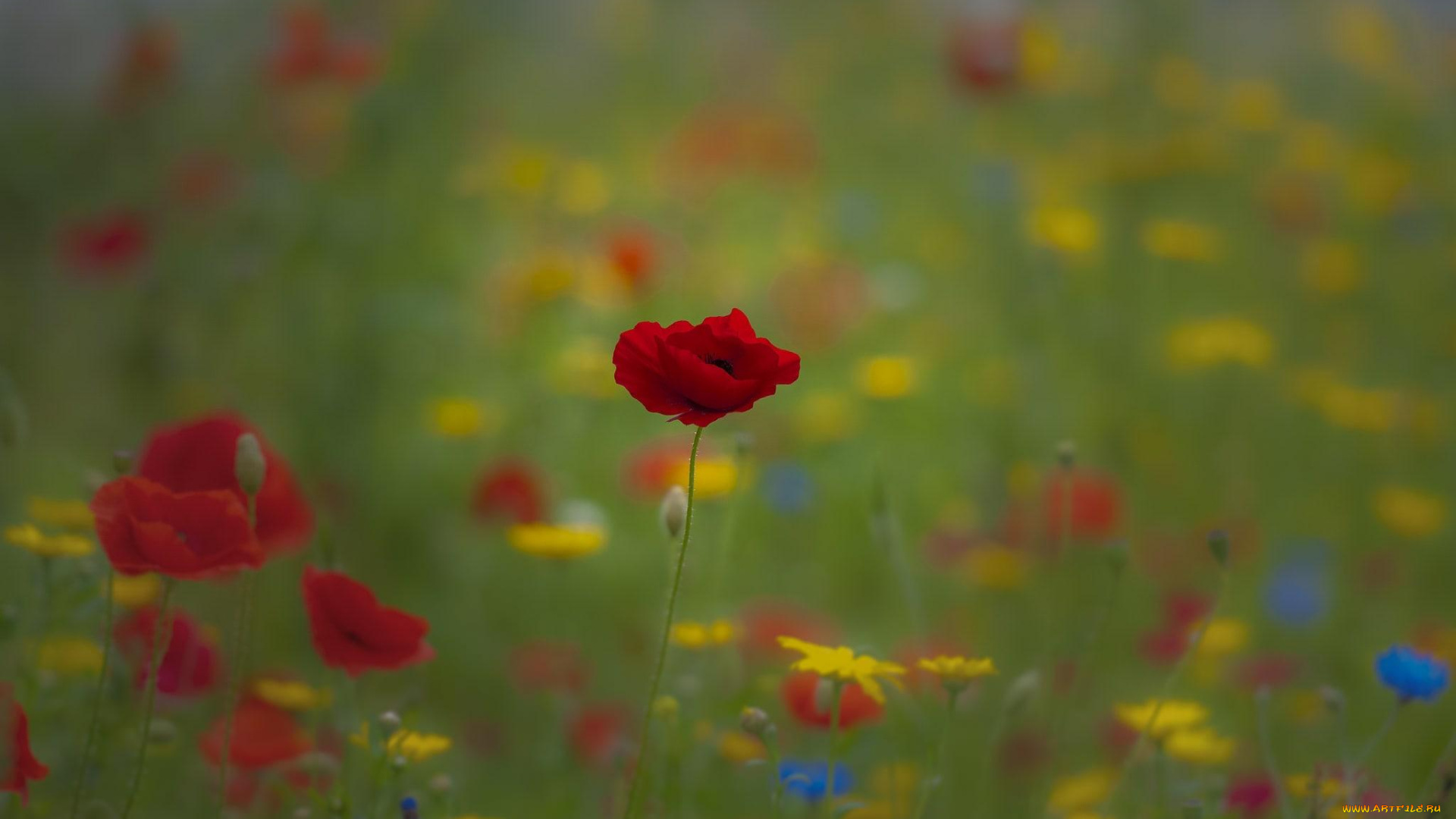 цветы, луговые, , полевые, , цветы, маки, поле, трава