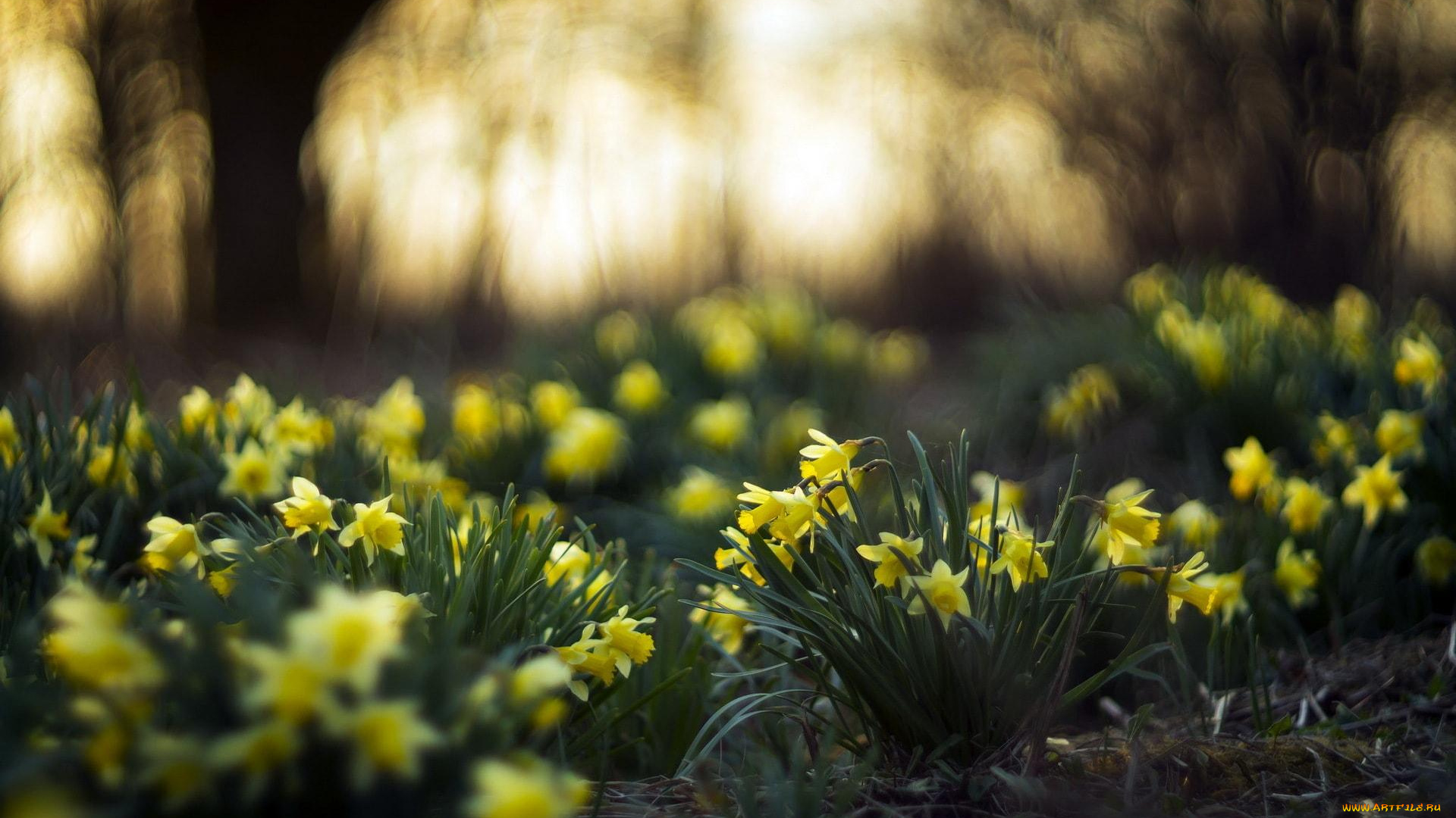 цветы, нарциссы, поляна, желтые