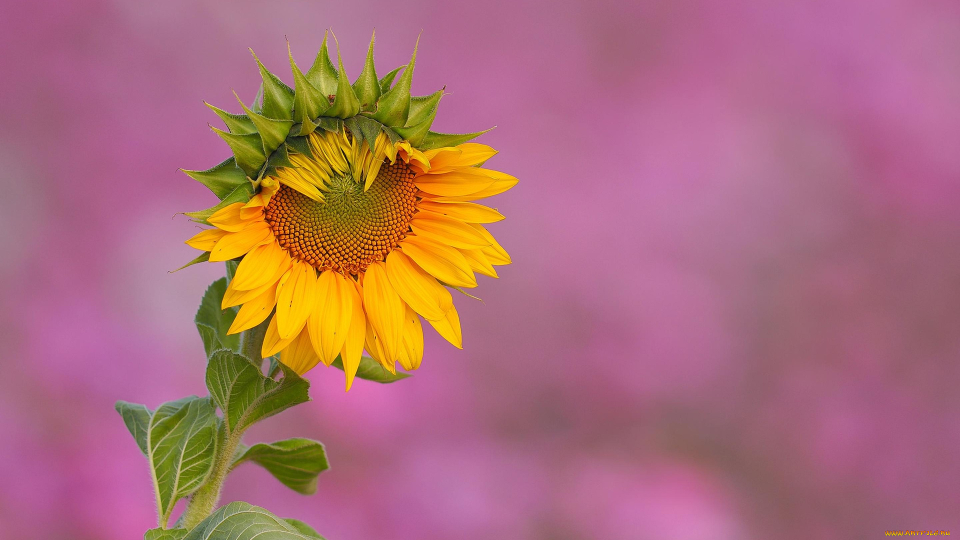 цветы, подсолнухи, подсолнух