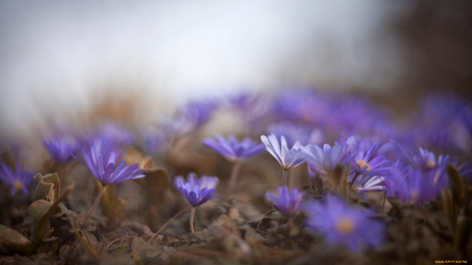 цветы, поляна, сиреневые, весна